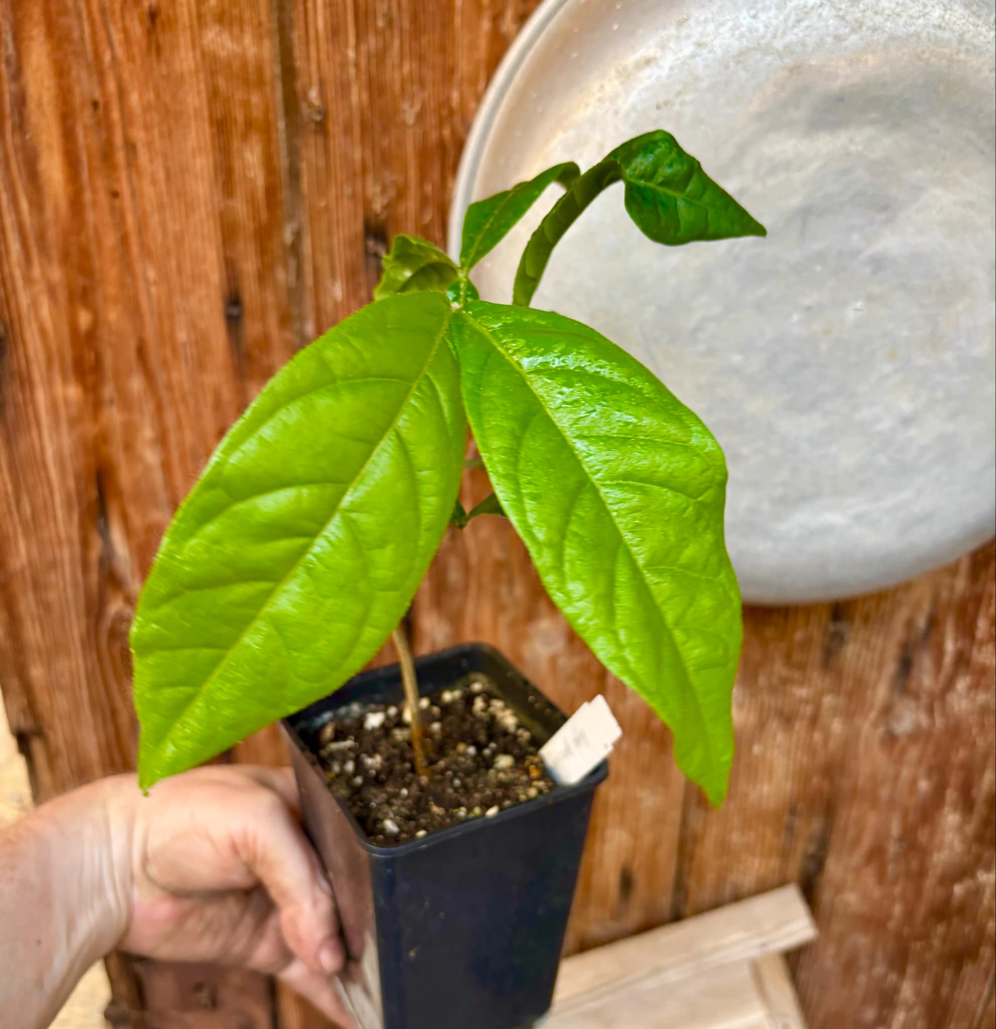 Inga spectabilis - Machete Ice cream bean - 1 potted plant / 1 getopfte Pflanze