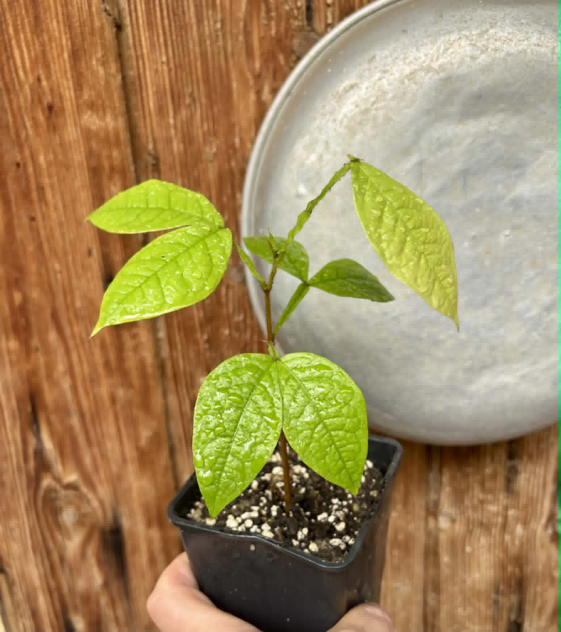 Inga aptera  - 1 potted plant / 1 getopfte Pflanze