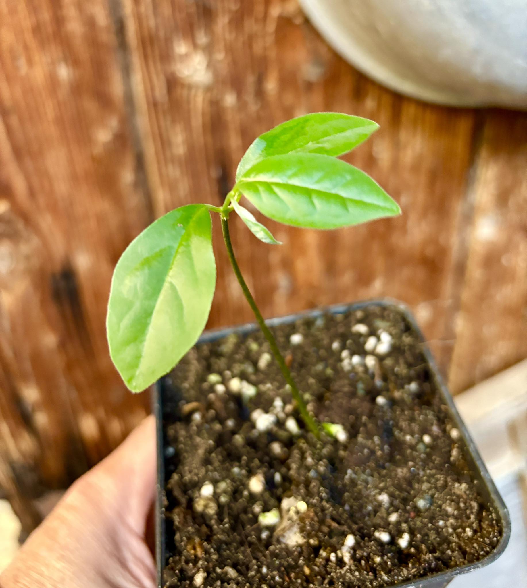 Annona mucosa - Biriba / Rollinia- 1 small potted plant / 1 kleine, getopfte Pflanze