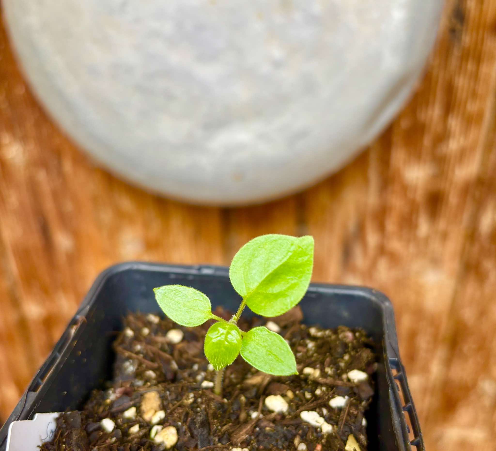 Guava Tamarillo (Solanum diploconos) - 1 small potted seedling / 1 kleiner, getopfter Sämling Guava Tamarillo (Solanum diploconos) - 1 small potted seedling / 1 kleiner, getopfter Sämling