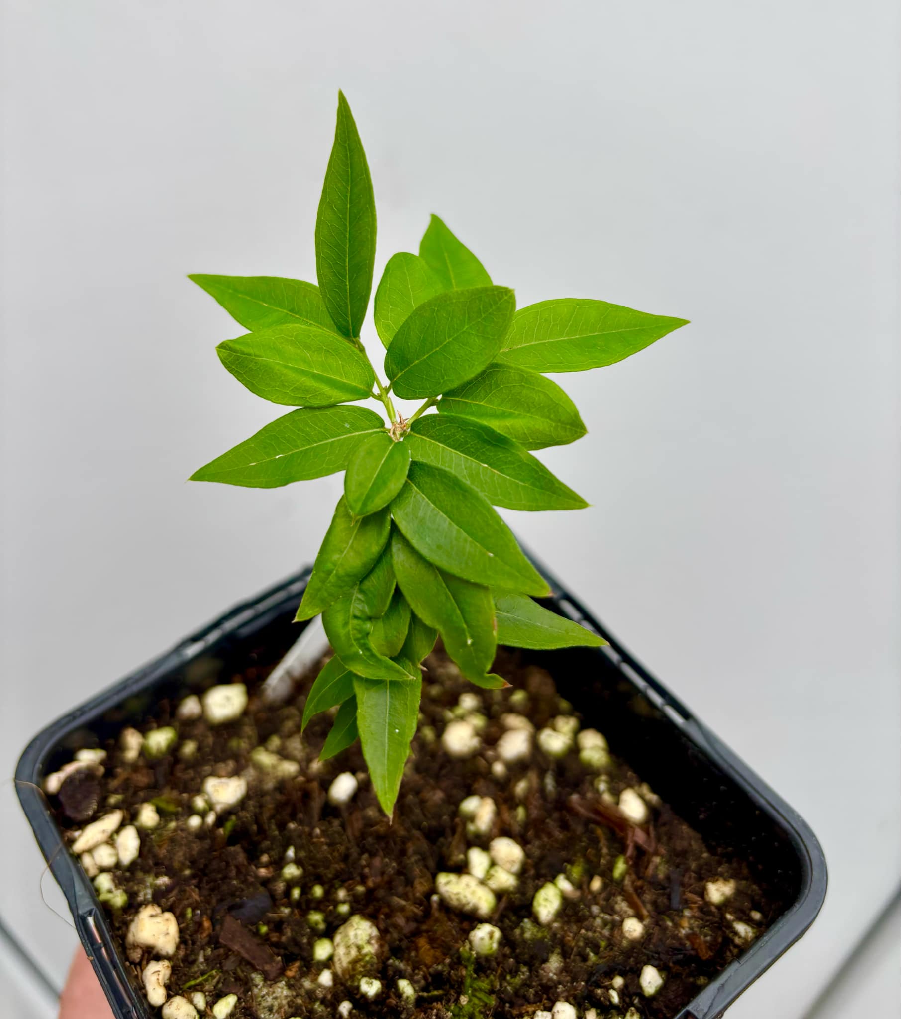 Jaboticaba - Plinia sp Pingo de Mel (Vilela A3) -  1 potted seedling / 1  getopfter Sämling