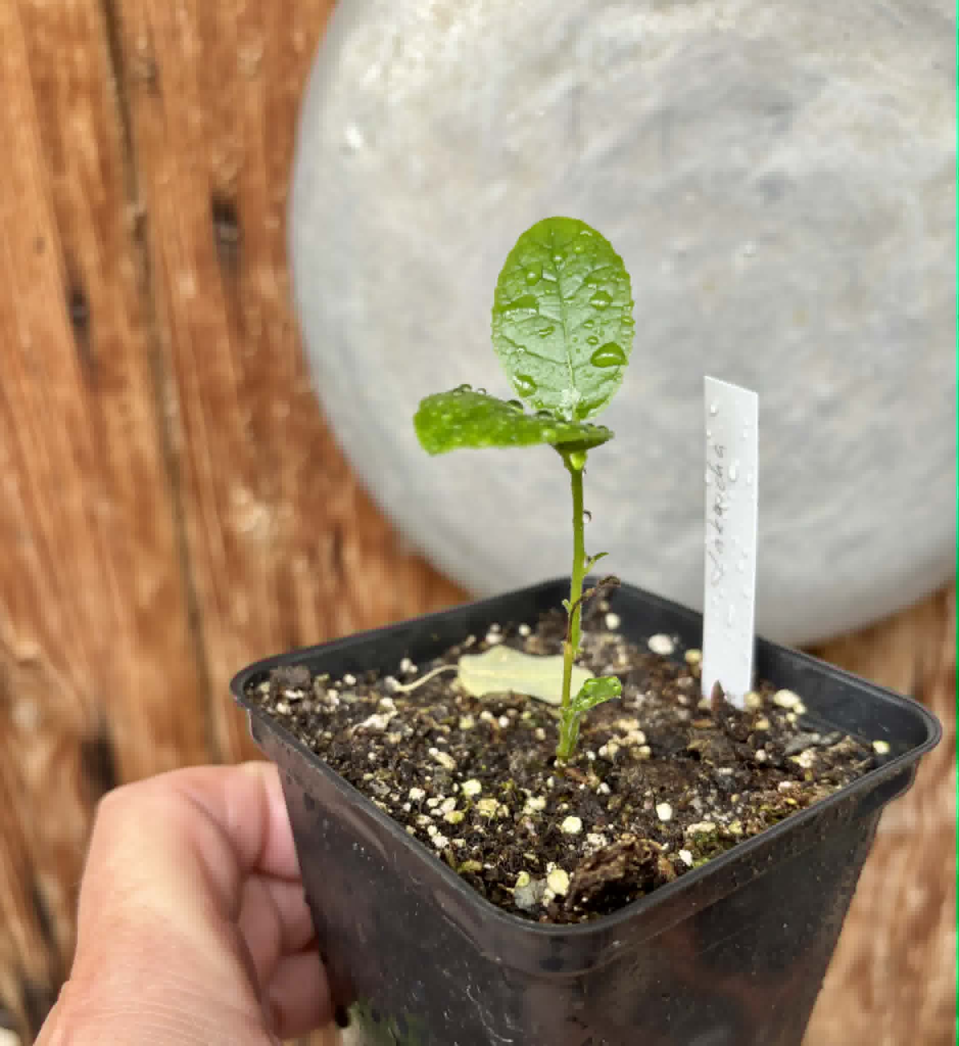 Artocarpus lacucha - Lakoocha  -  1 potted seedling / 1 getopfter Sämling
