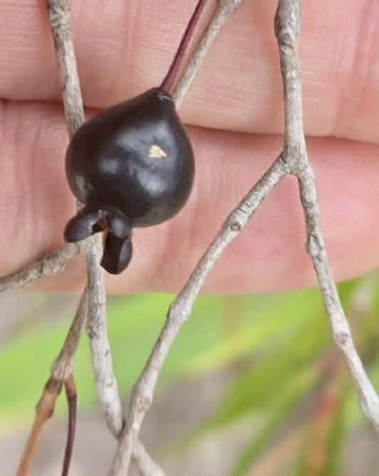 Eugenia salicifolia  - 1 fresh seed / 1 frischer Samen