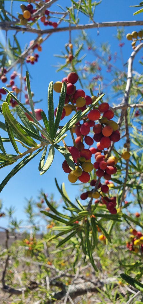 Lollipop Tree (Forchhammeria watsonii) - 1 fresh seed / 1 frischer Samen
