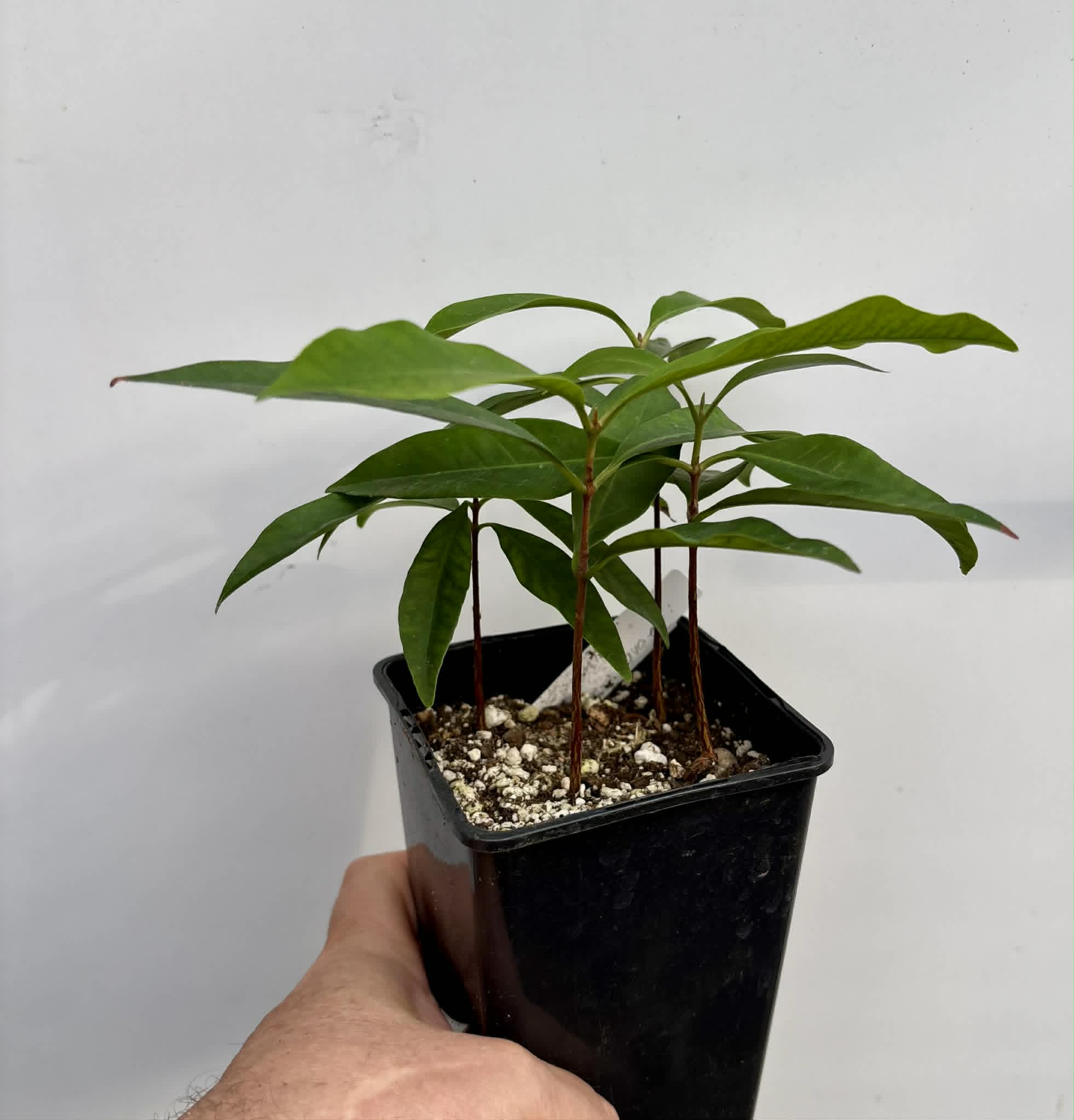 4 in 1 pot - Grumixama-açu (Eugenia villae-novae) - 1 potted seedling / 1 getopfter Sämling