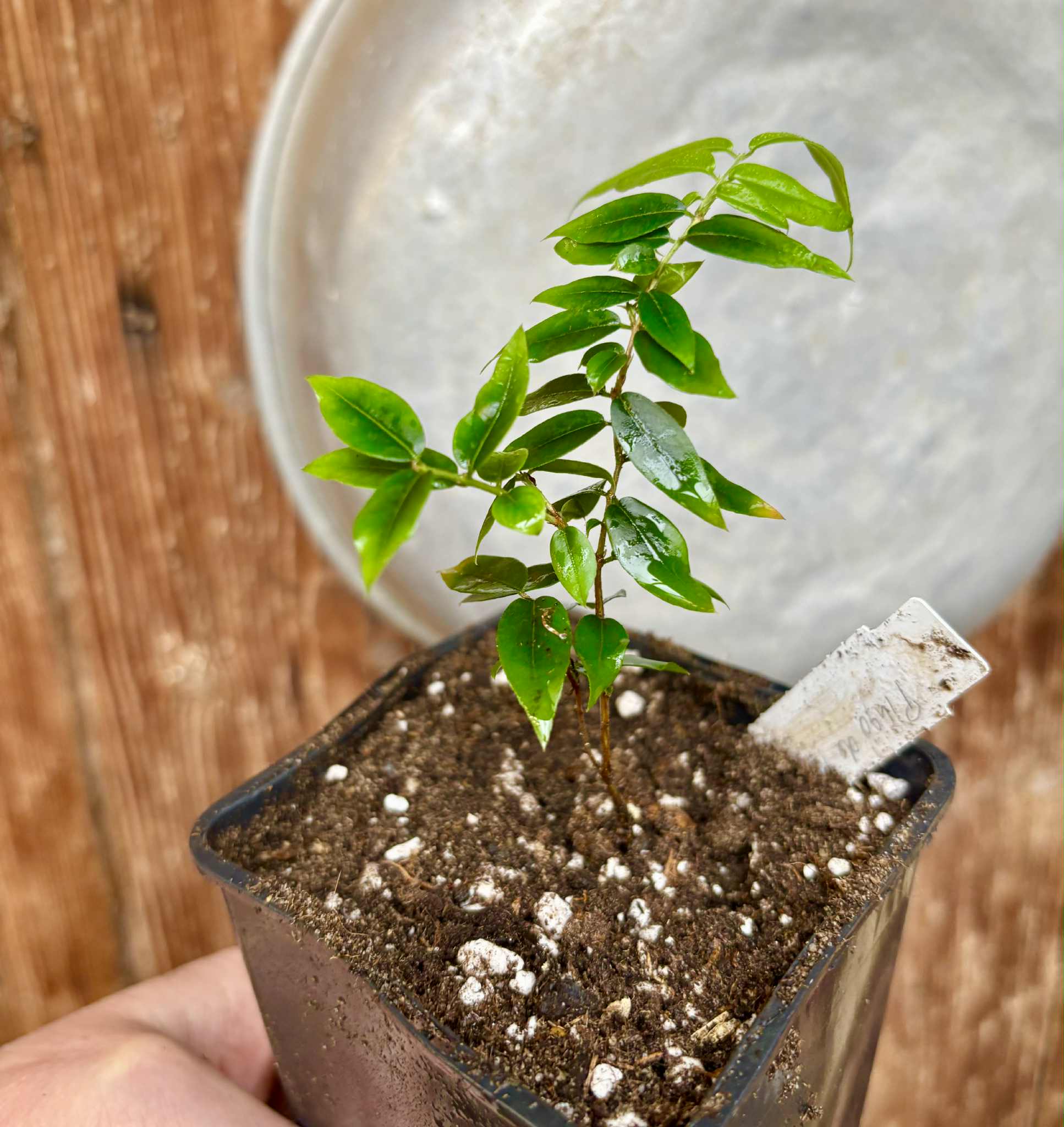 Jaboticaba - Plinia sp Pingo de Mel (Vilela A3) -  1 potted seedling / 1  getopfter Sämling