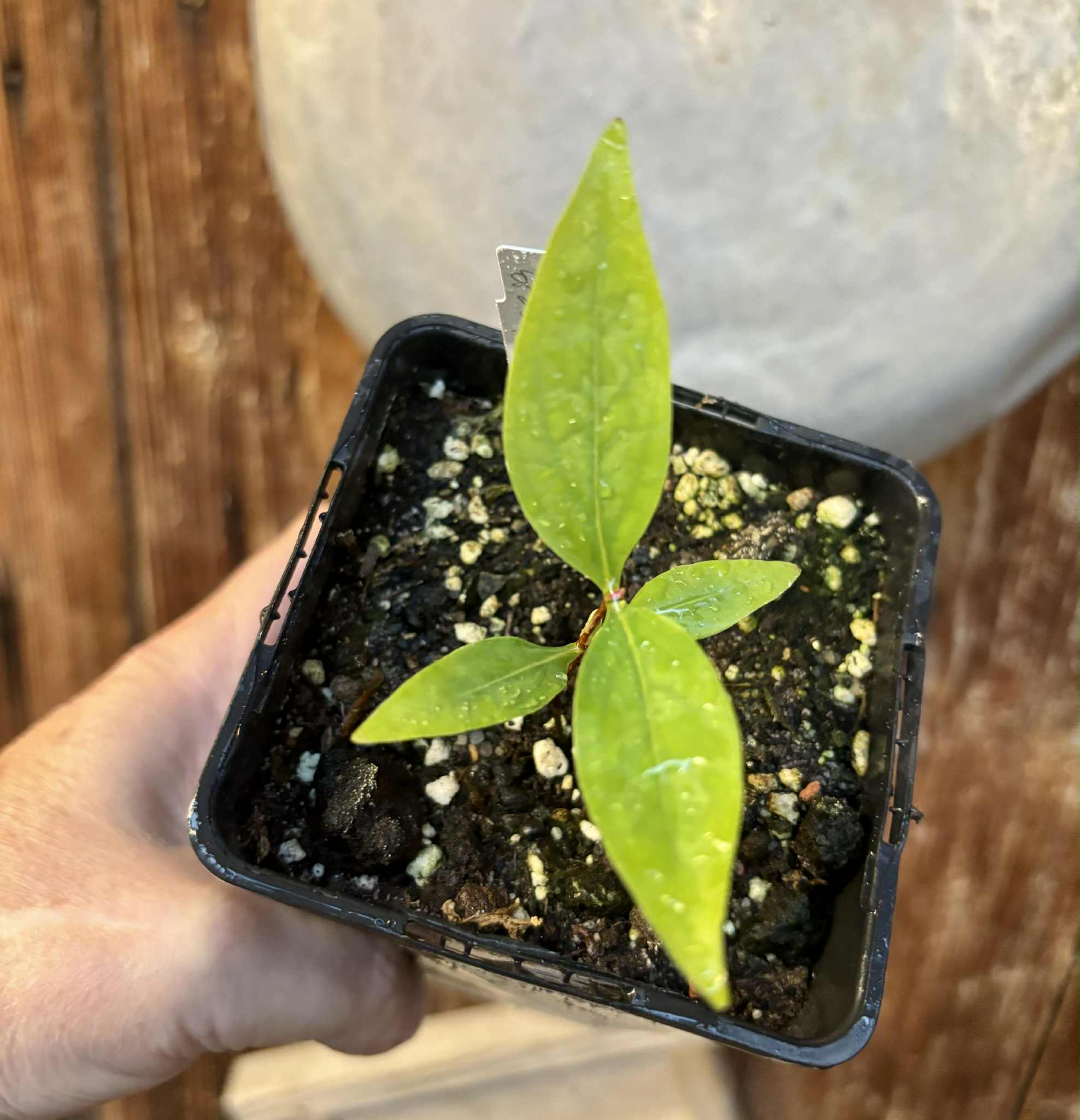Cagaita var. "Brinco de Princesa" (Eugenia dysenterica) - 1 potted plant / 1 getopfte Pflanze