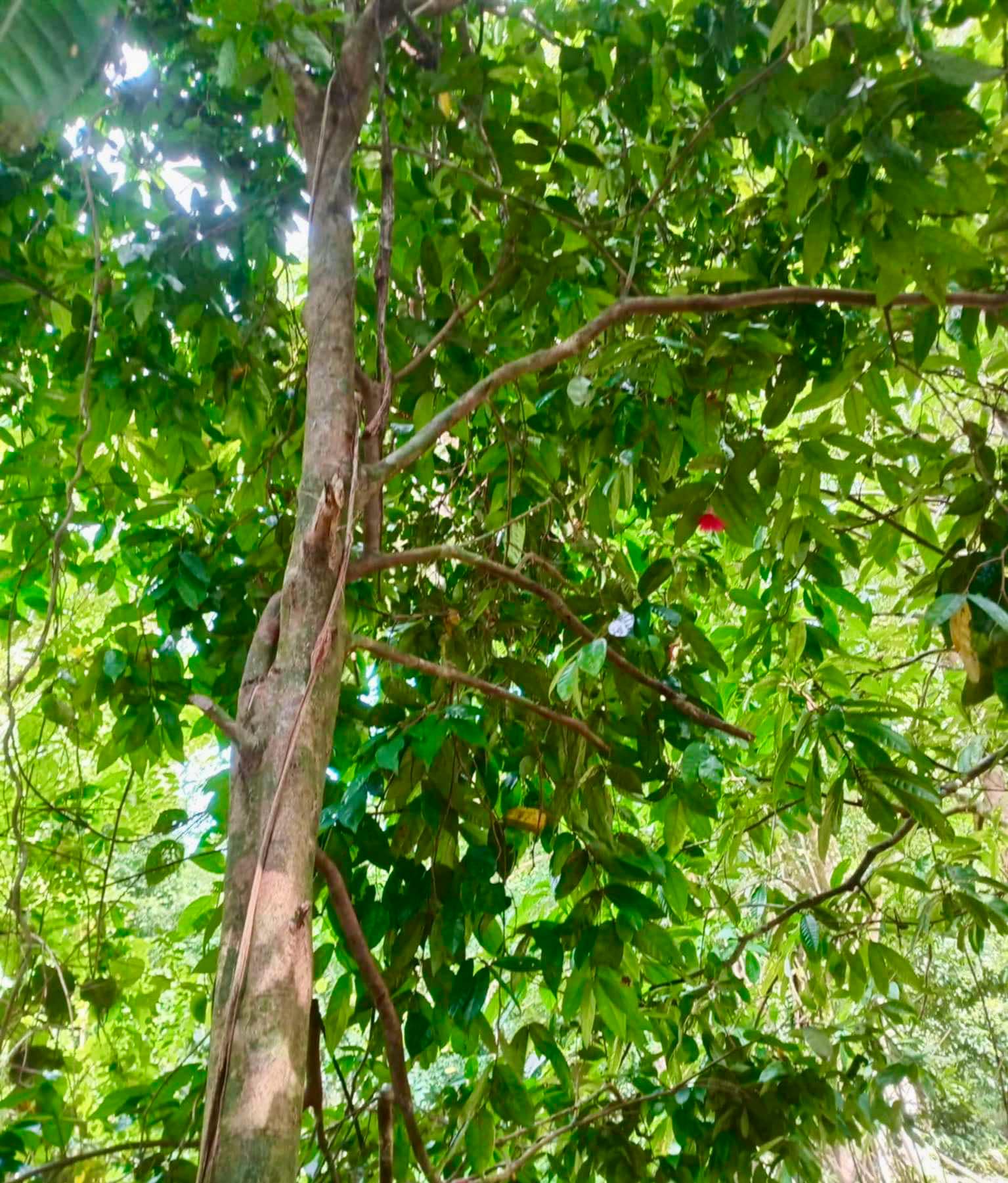 Syzygium sp Khao Luang - 1 fresh seed / 1 frischer Samen