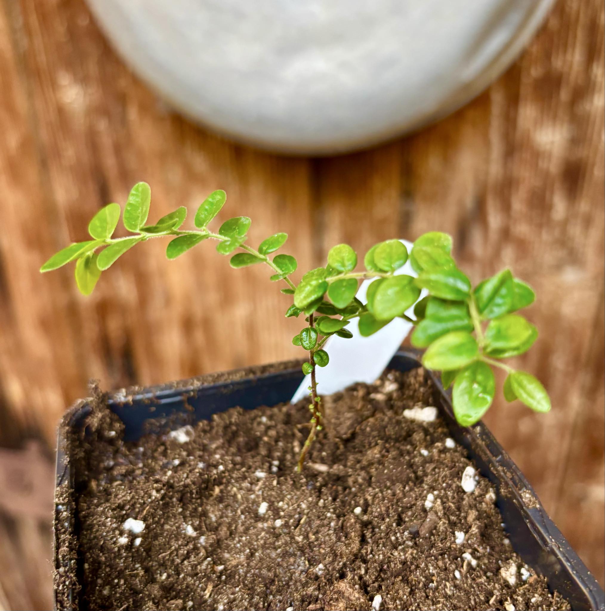 Myrciaria sp Pastora - 1 potted seedling / 1 getopfter Sämling