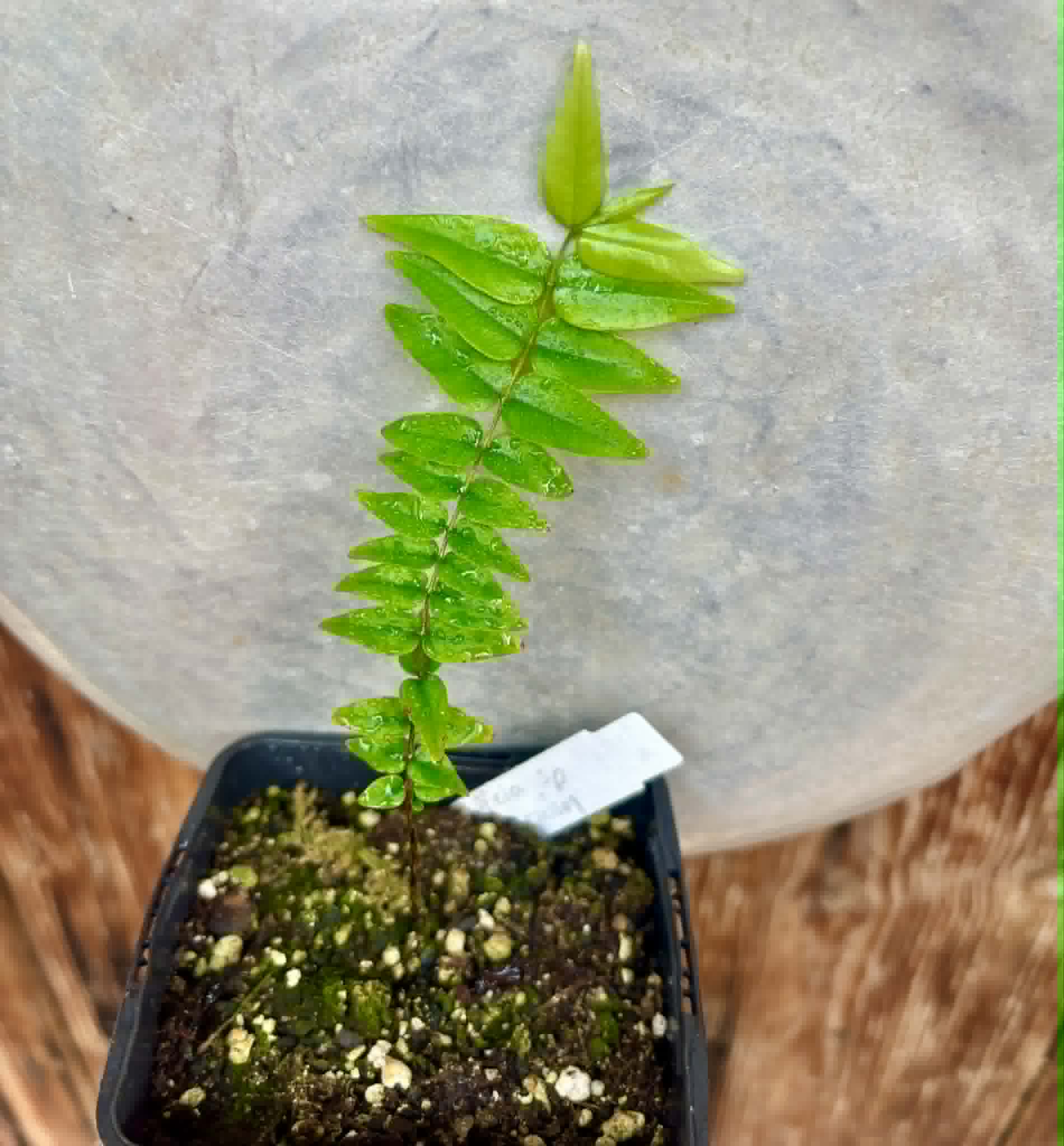 Myrciaria sp Maruim - 1 potted seedling / 1 getopfter Sämling