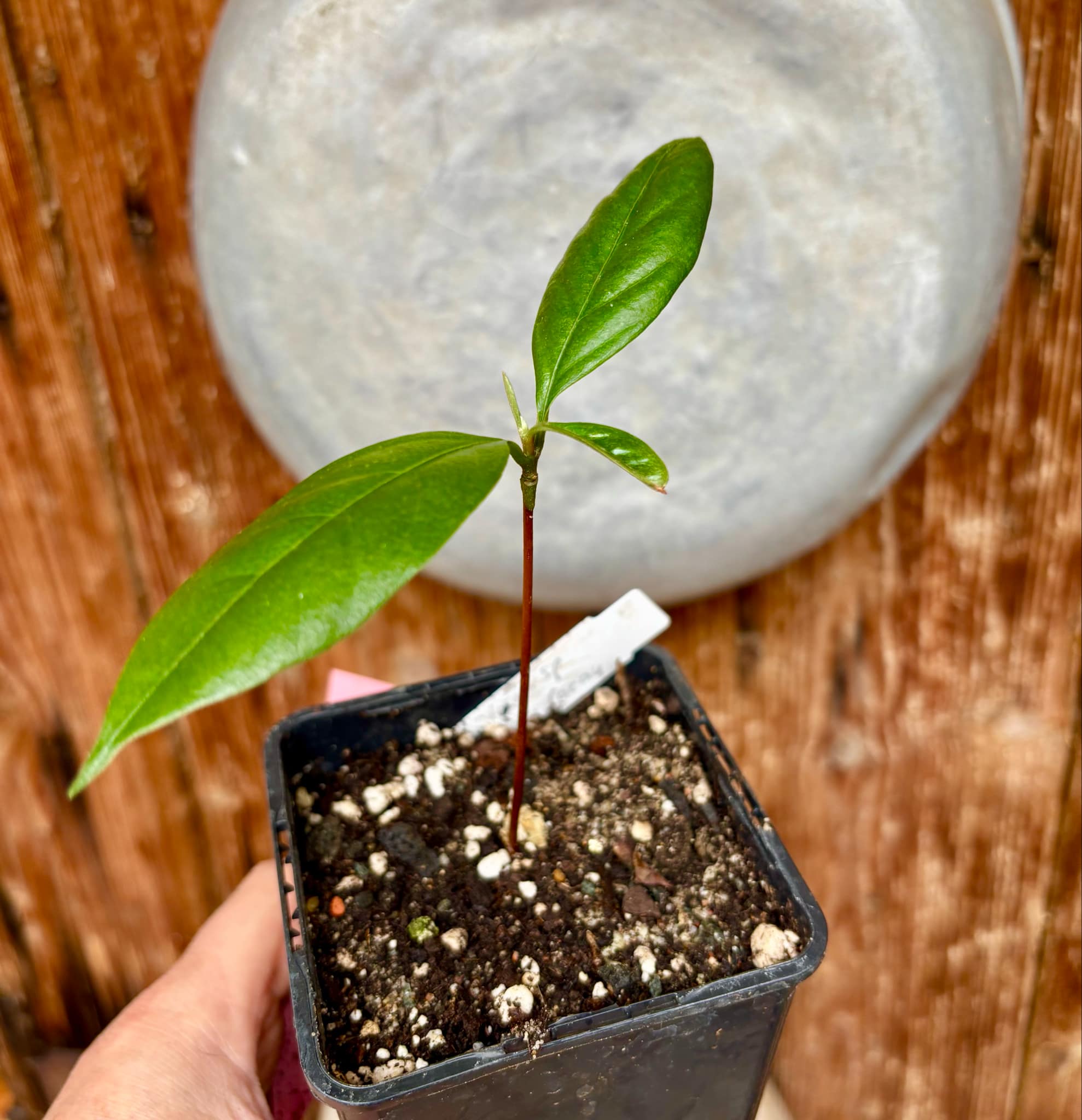 Pradosia sp Nova Cacau de Macaco  -  1 small potted seedling / 1 kleiner, getopfter Sämling