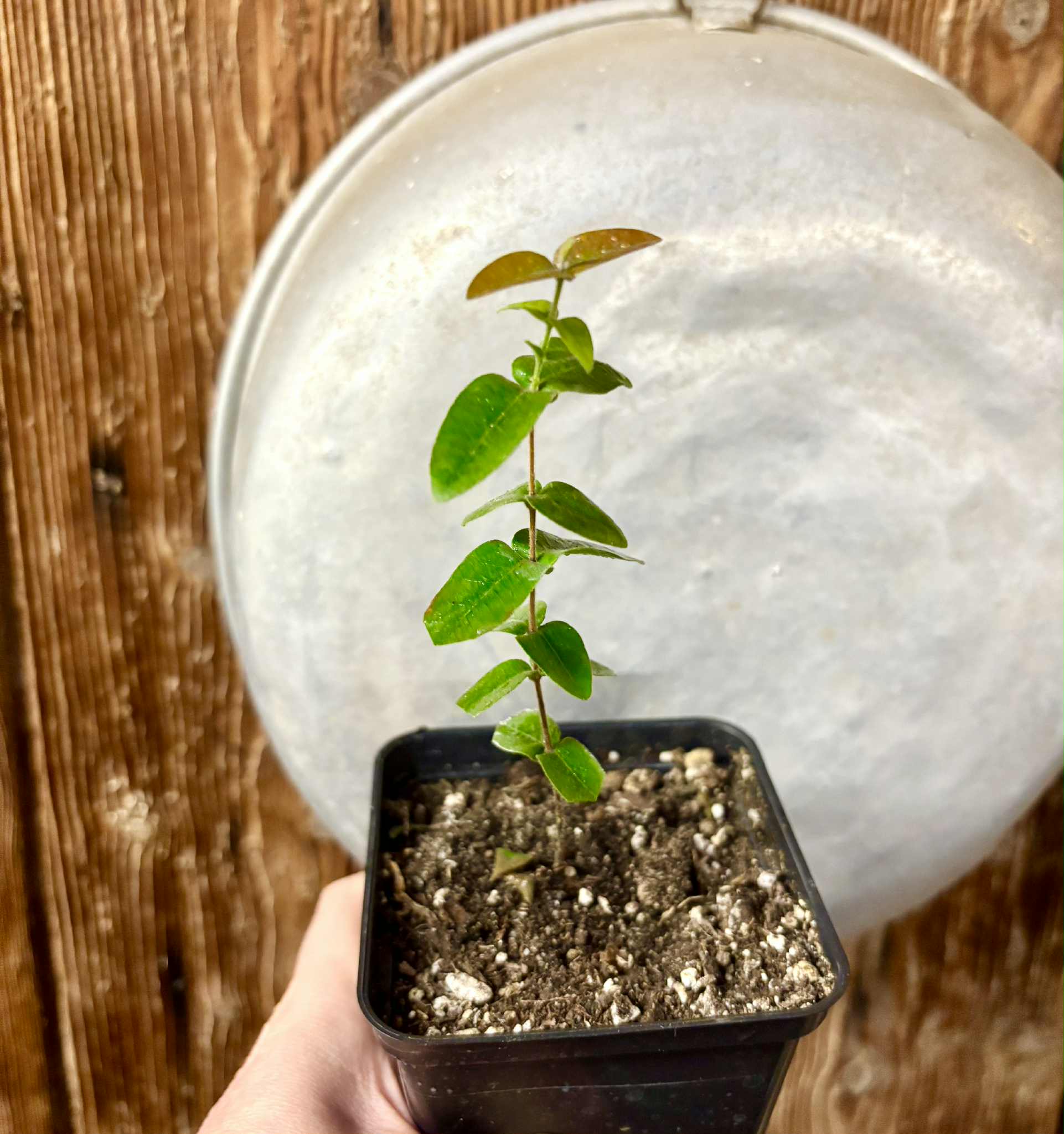 Myrciaria caerulescens (Roxa - Blue Guaquiea) - 1 potted seedling / 1 getopfter Sämling