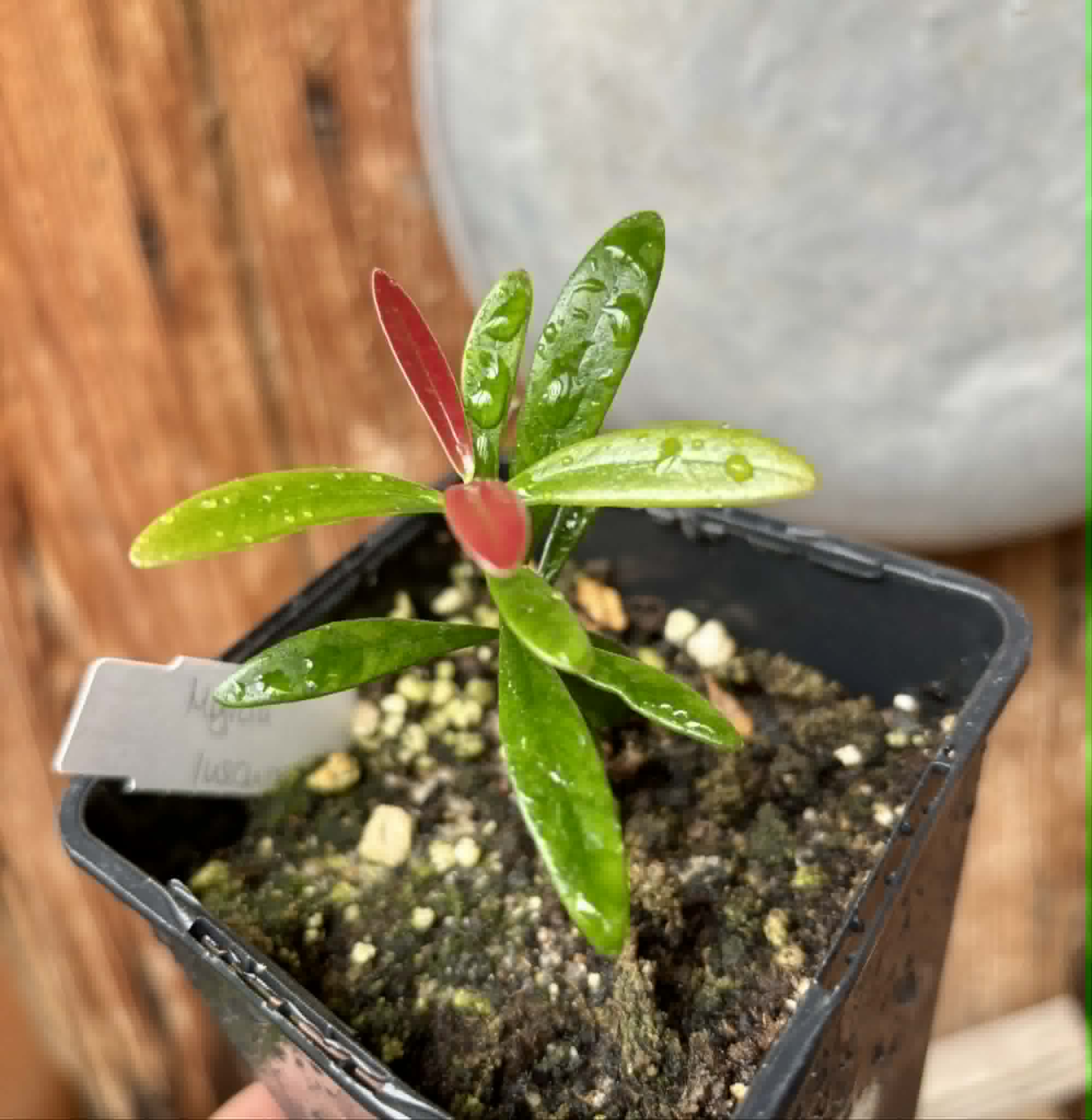 Myrcia luschnathiana -  1 potted seedling / 1 getopfter Sämling