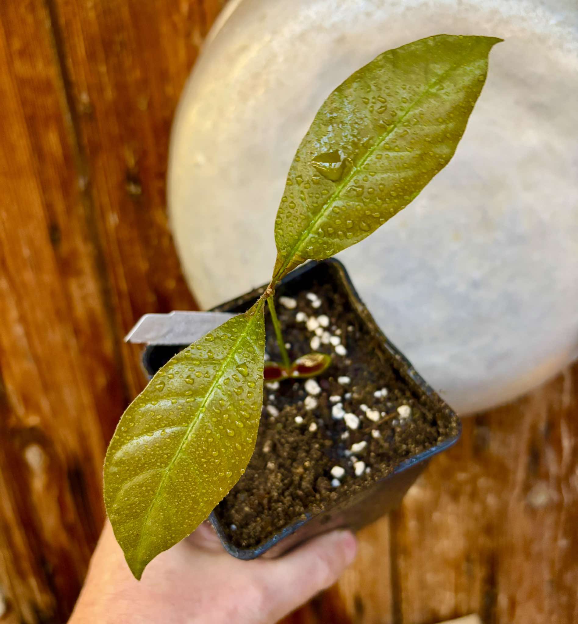 Pouteria sp Calice de Flor  -  1 small potted seedling / 1 kleiner, getopfter Sämling