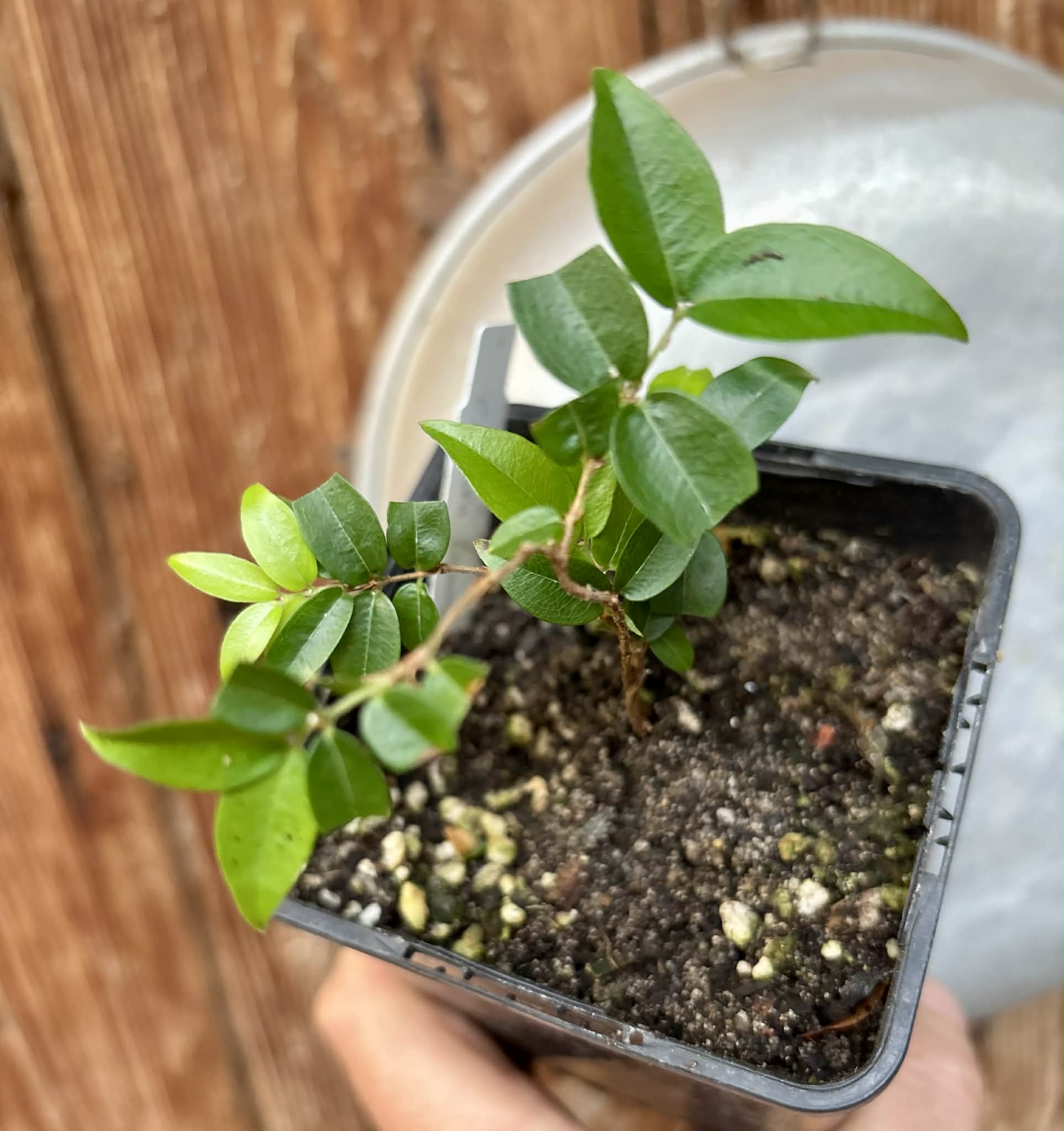 Plinia sp Cruz de Diamantina - 1 potted plant/ 1 getopfte Pflanze