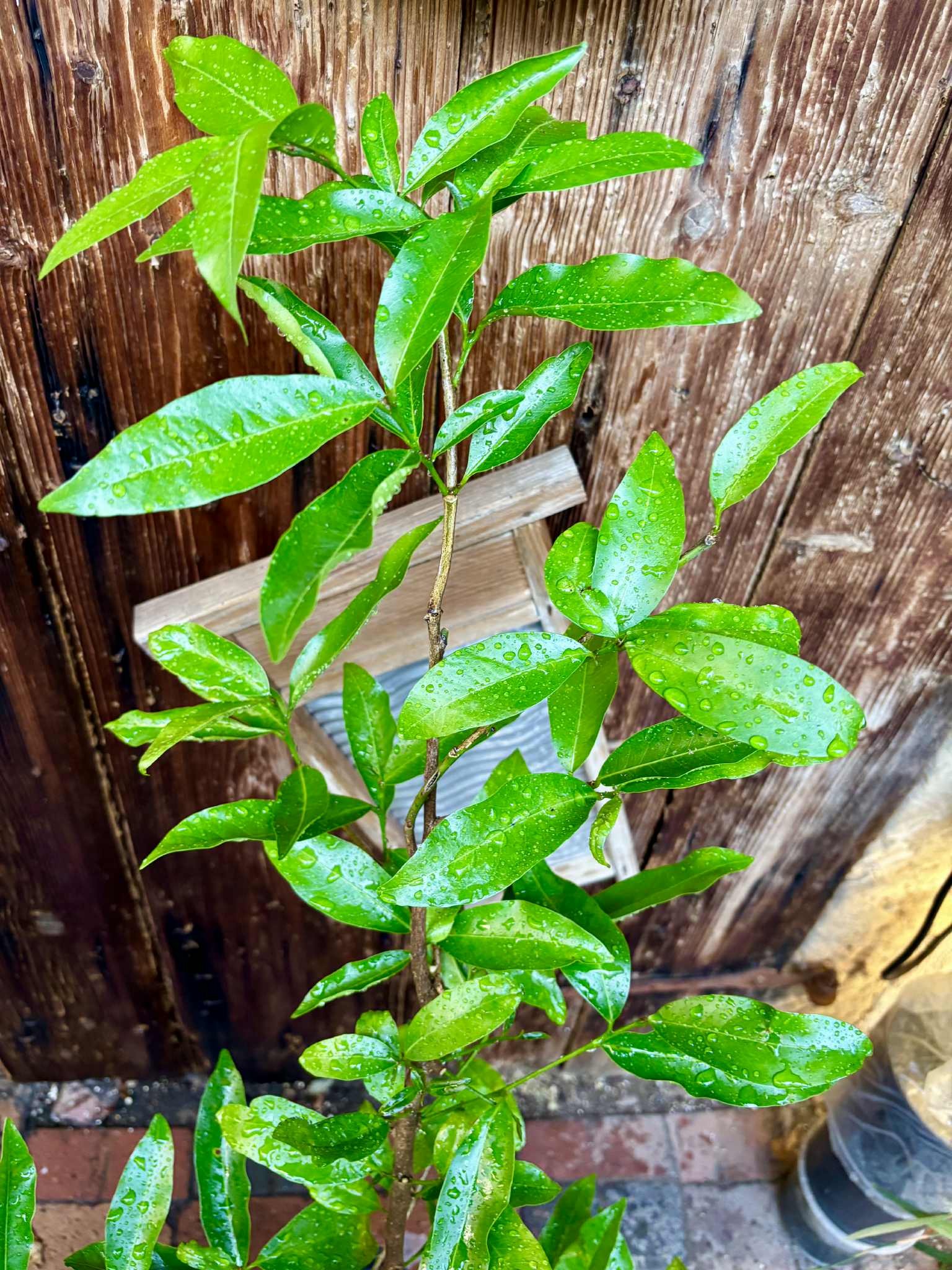 Glycosmis trifoliata - Orangeberry -  1 potted plant / 1 getopfte Pflanze