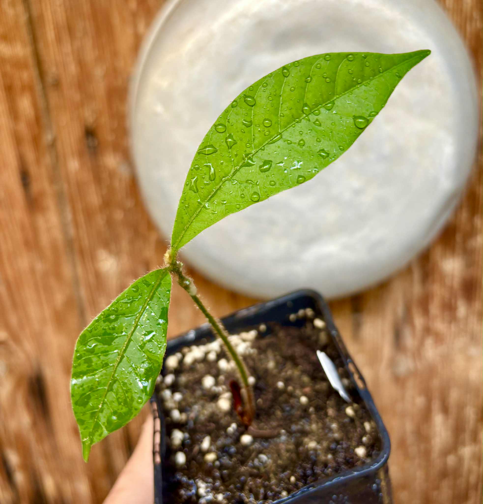 last seedling - Pouteria torta subsp. gallifructa - Abiu Pilosa - 1 potted plant / 1 getopfte Pflanze