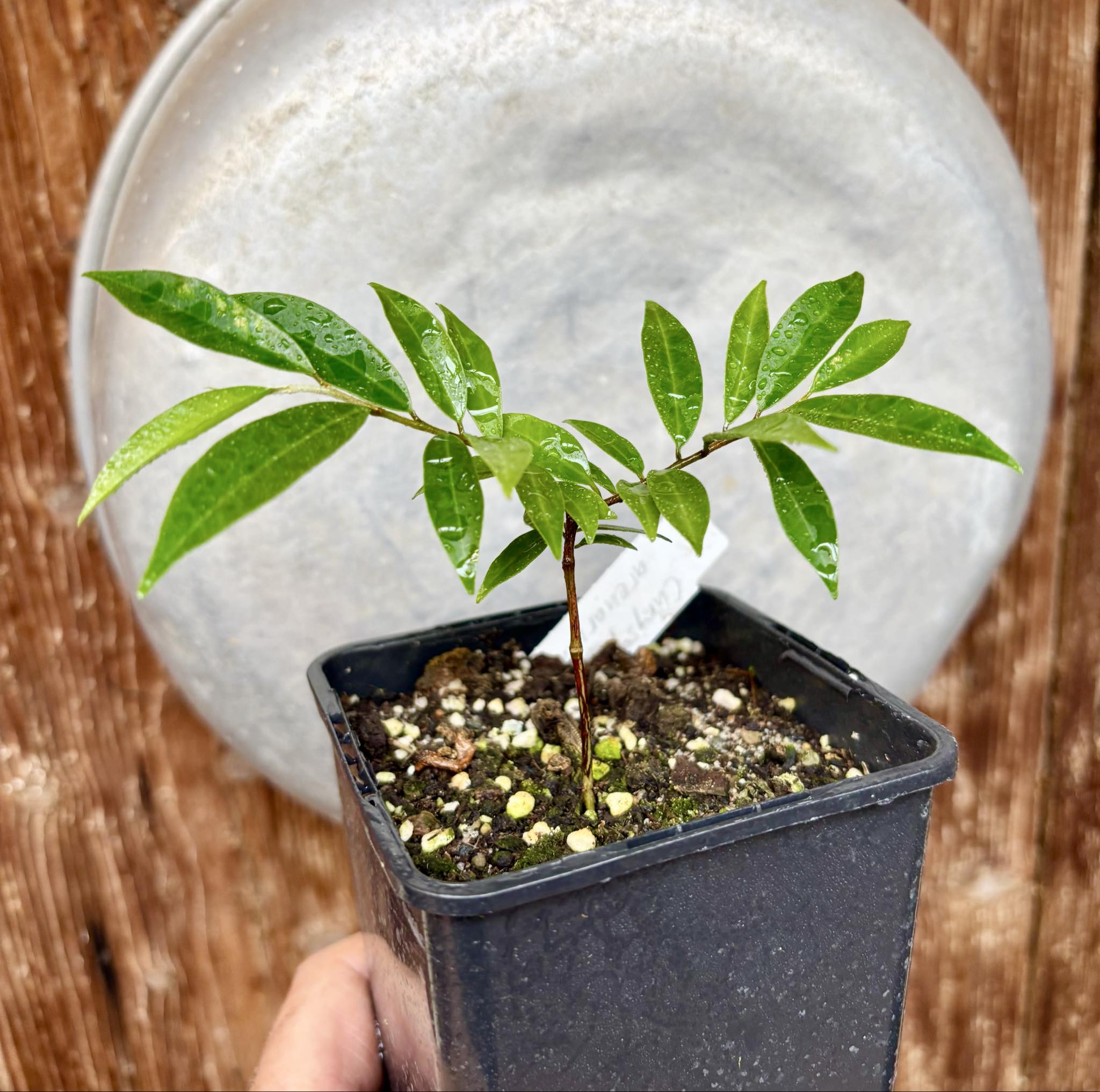 Chrysophyllum arenarium - Ameixa do Nordeste - 1 potted plant / 1 getopfte Pflanze