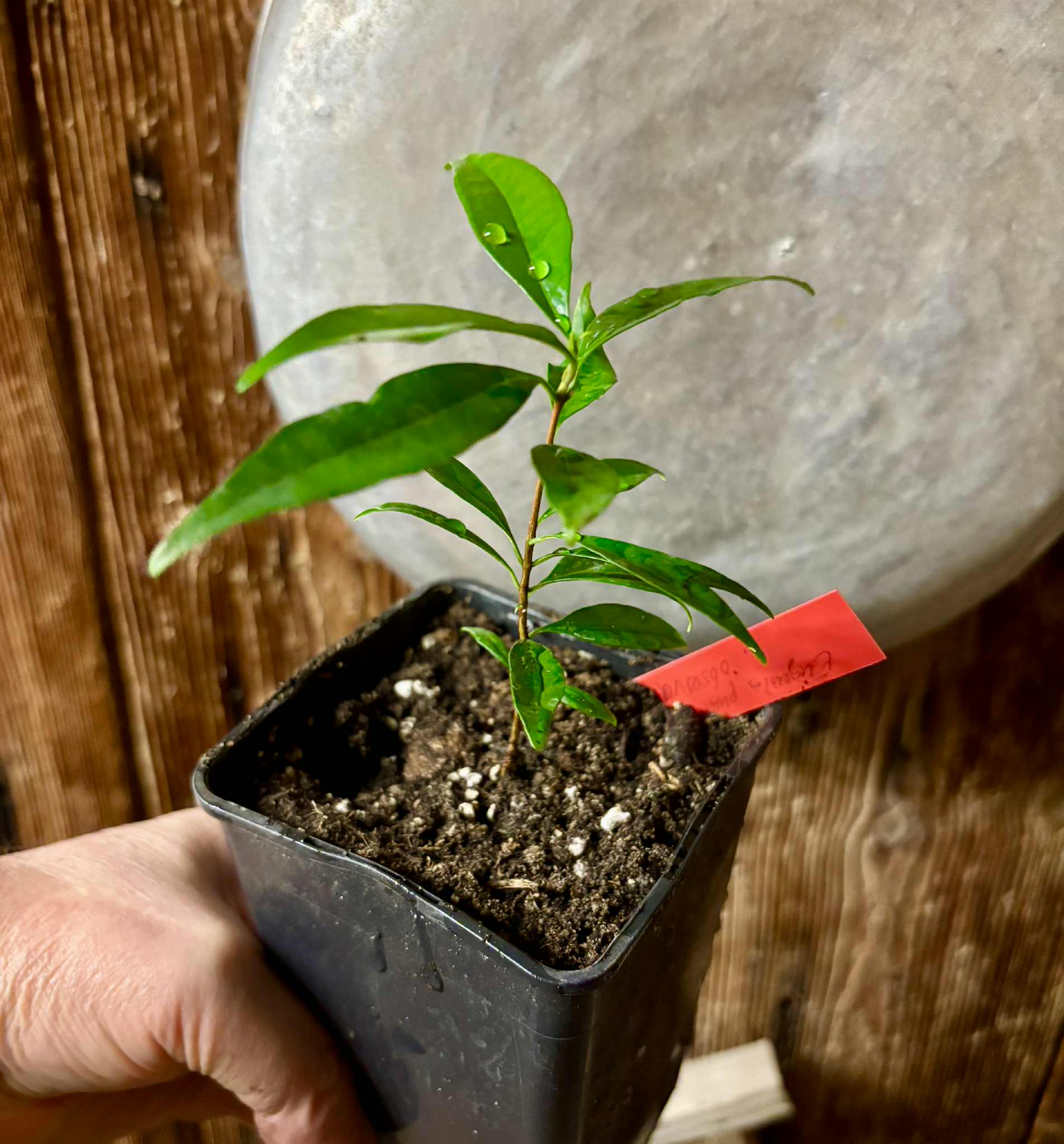 Eugenia punicifolia - 1 potted plant / 1 getopfte Pflanze