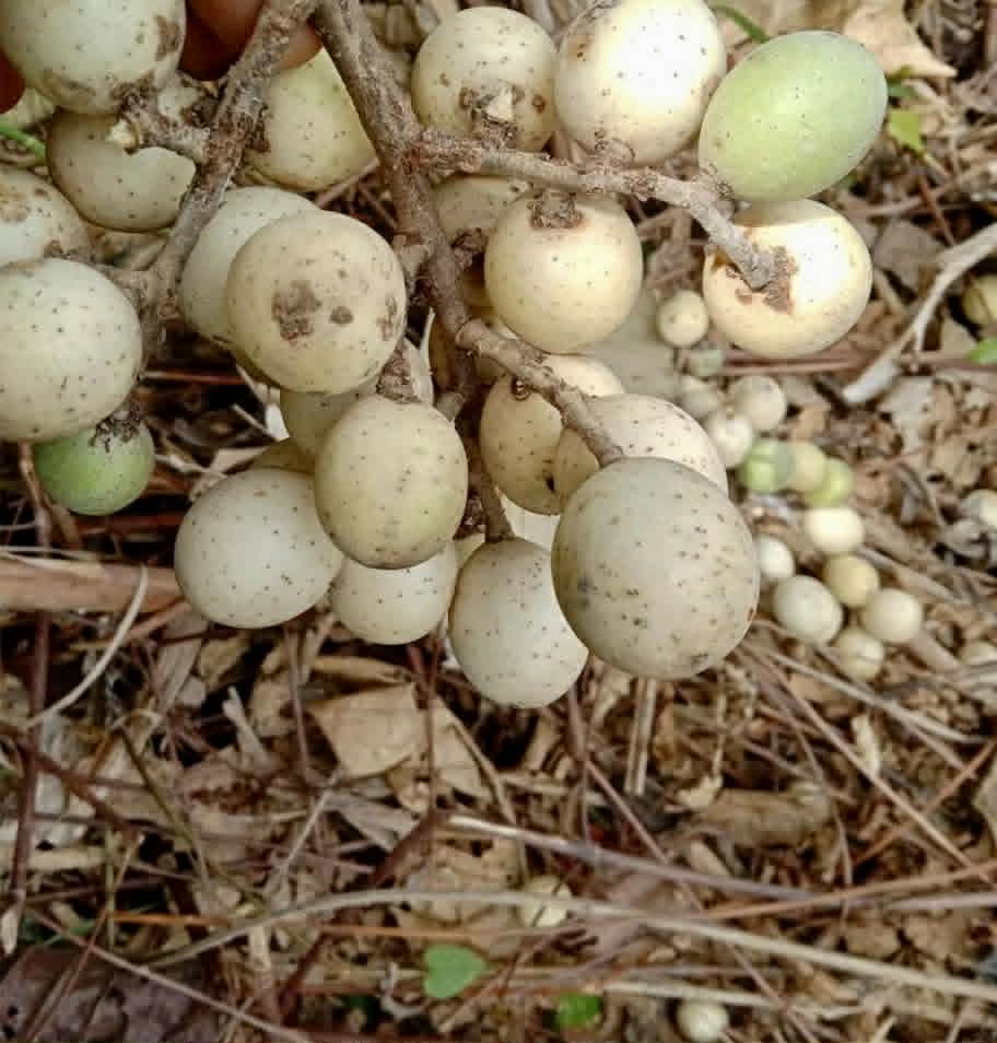 Pre Order - Aglaia sp. Papua - 1 fresh seed / 1 frischer Samen
