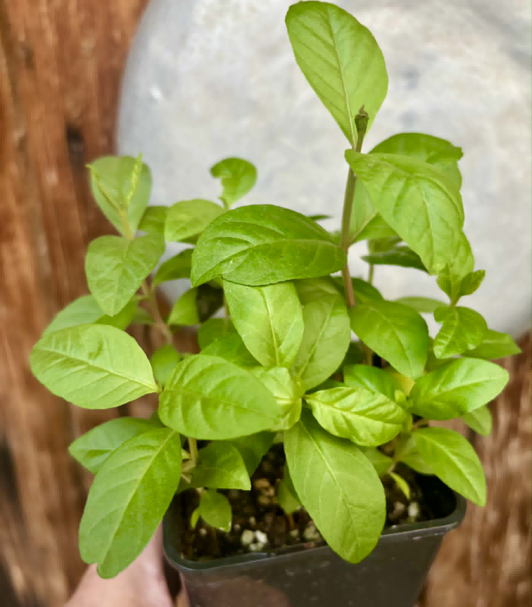 12 in 1 pot - Psidium guajava  "Paluma"  - 12 seedlings in one pot / 12 Sämlinge in einem Topf