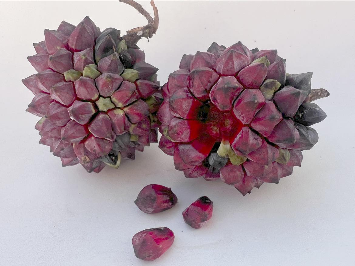 Duguetia cf vallicola  - 1 germinated seed / 1 gekeimter Samen