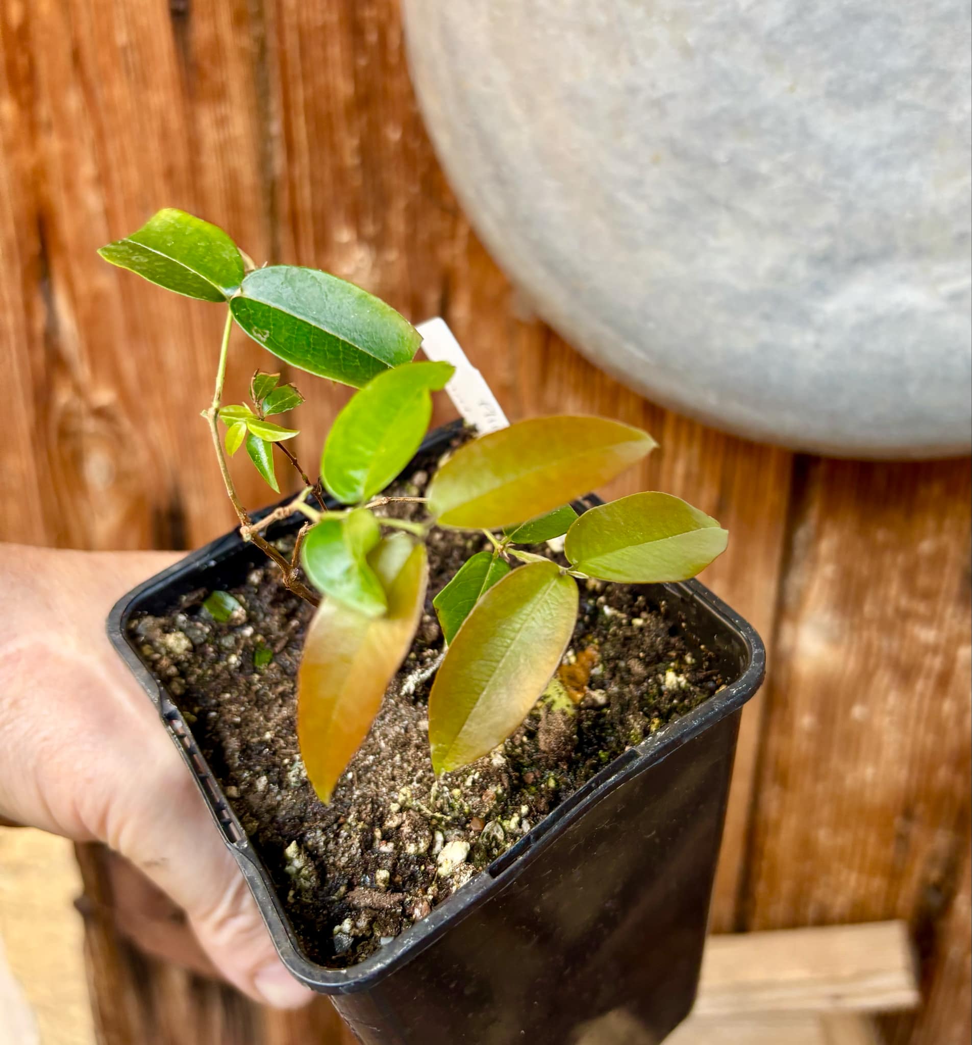 Plinia sp Giant Piray Argentina - 1 potted plant / 1 getopfte Pflanze