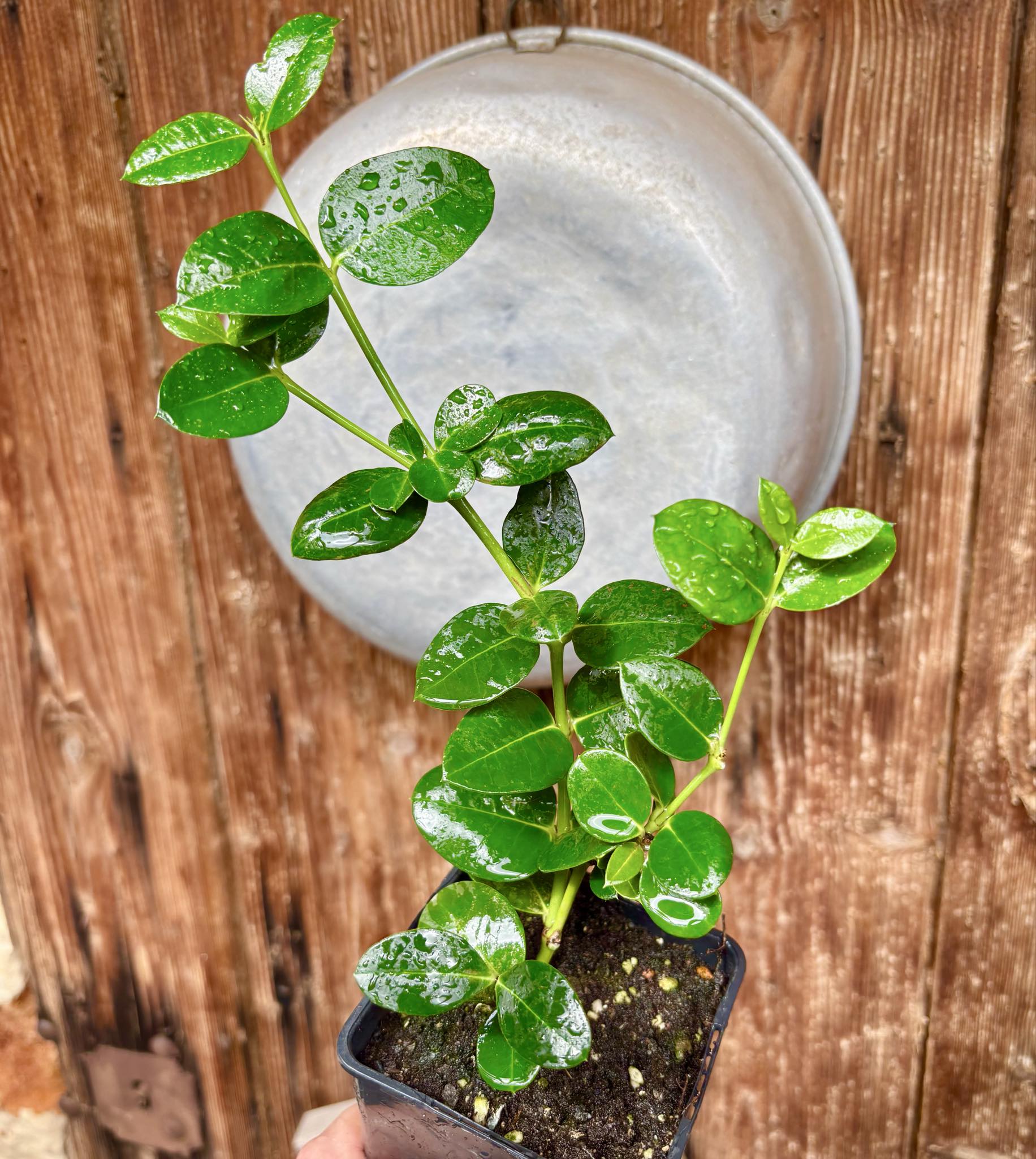 Carissa macrocarpa - Natal Plum - rooted cutting - 1 potted rooted cutting / 1 getopfter, bewurzelter Steckling