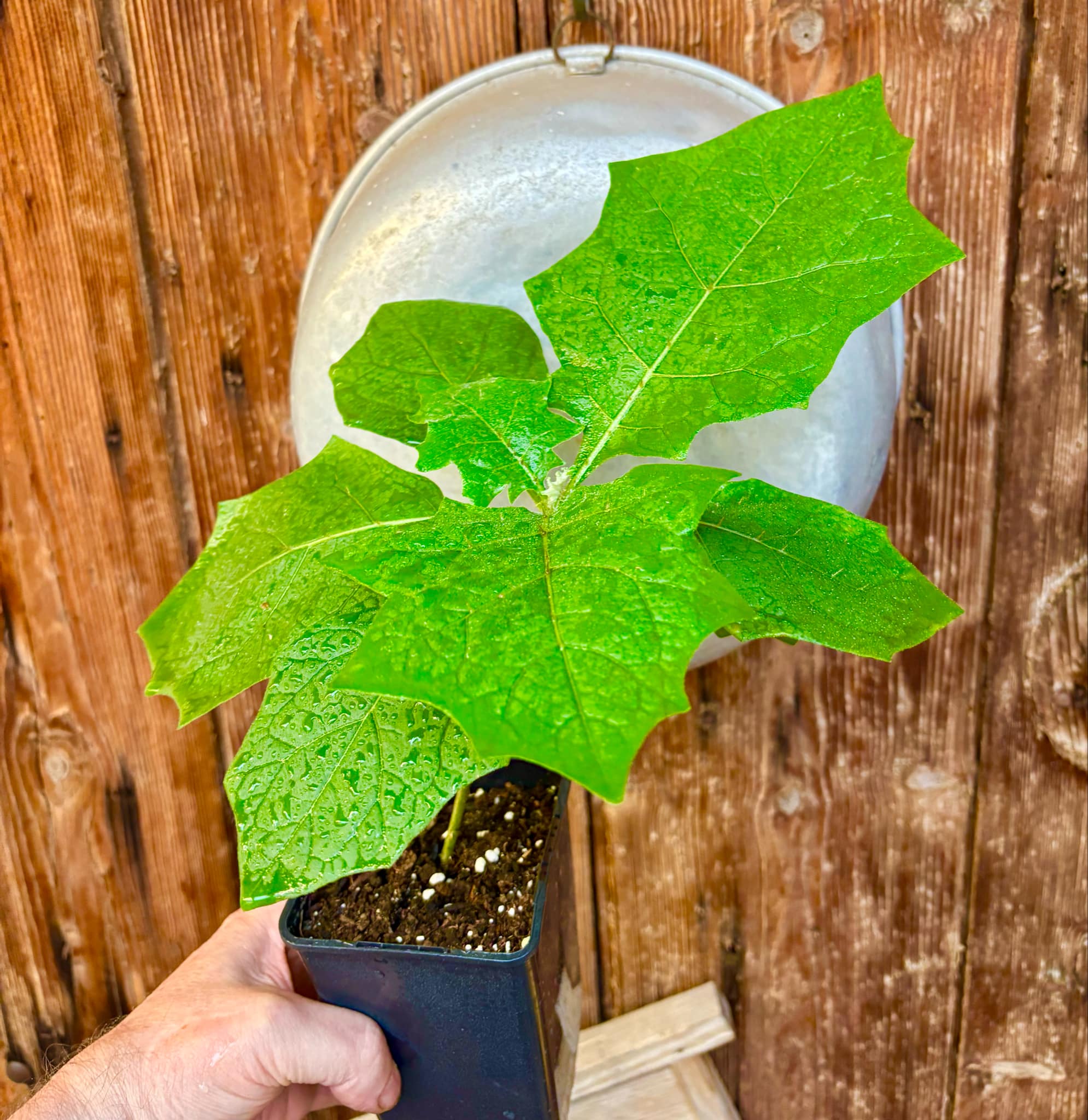 Juã-Açu - Solanum oocarpum - 1 potted plant / 1 getopfte Pflanze
