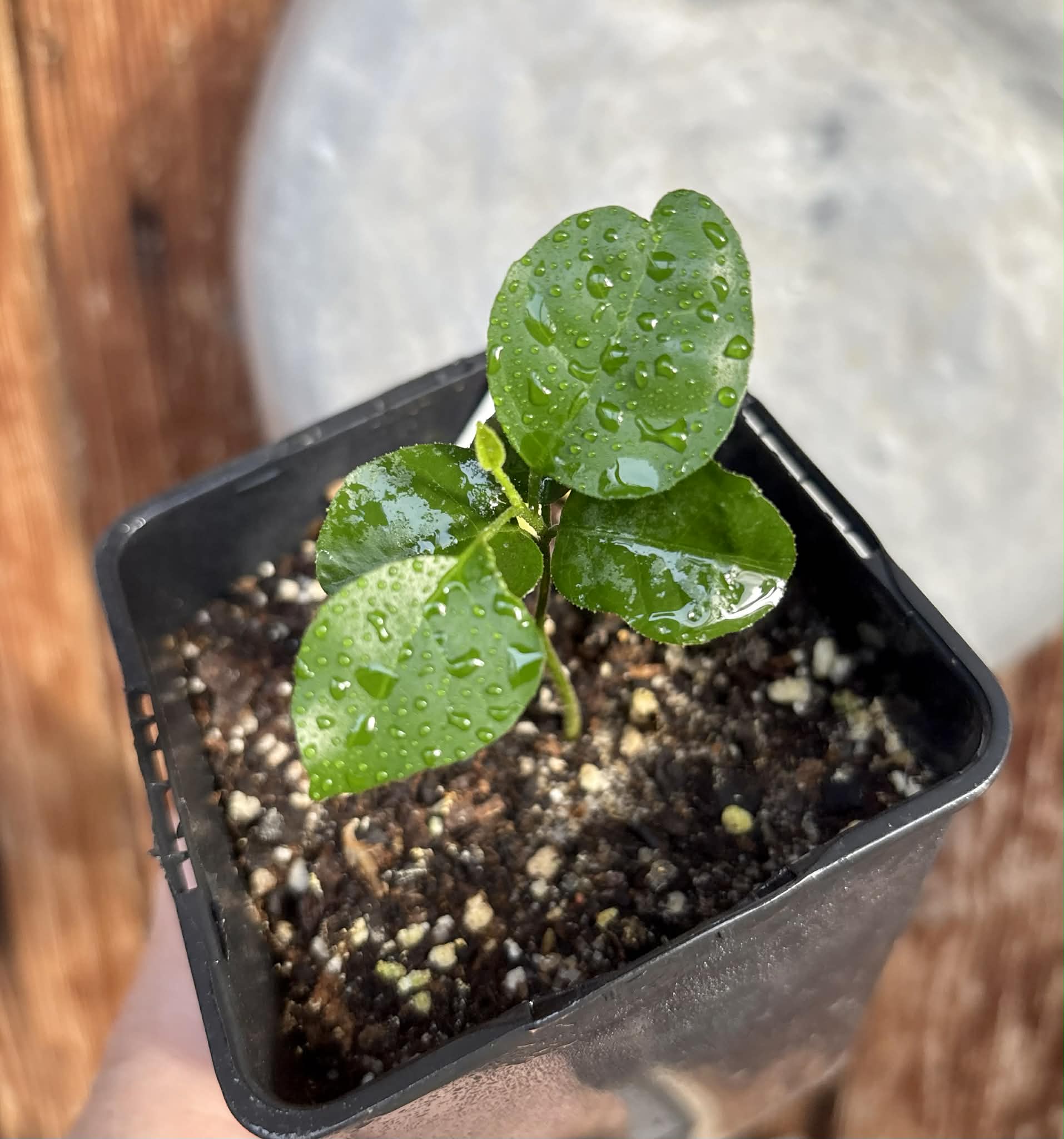 Wampee (Clausena lansium) - 1 potted seedling / 1 getopfter Sämling