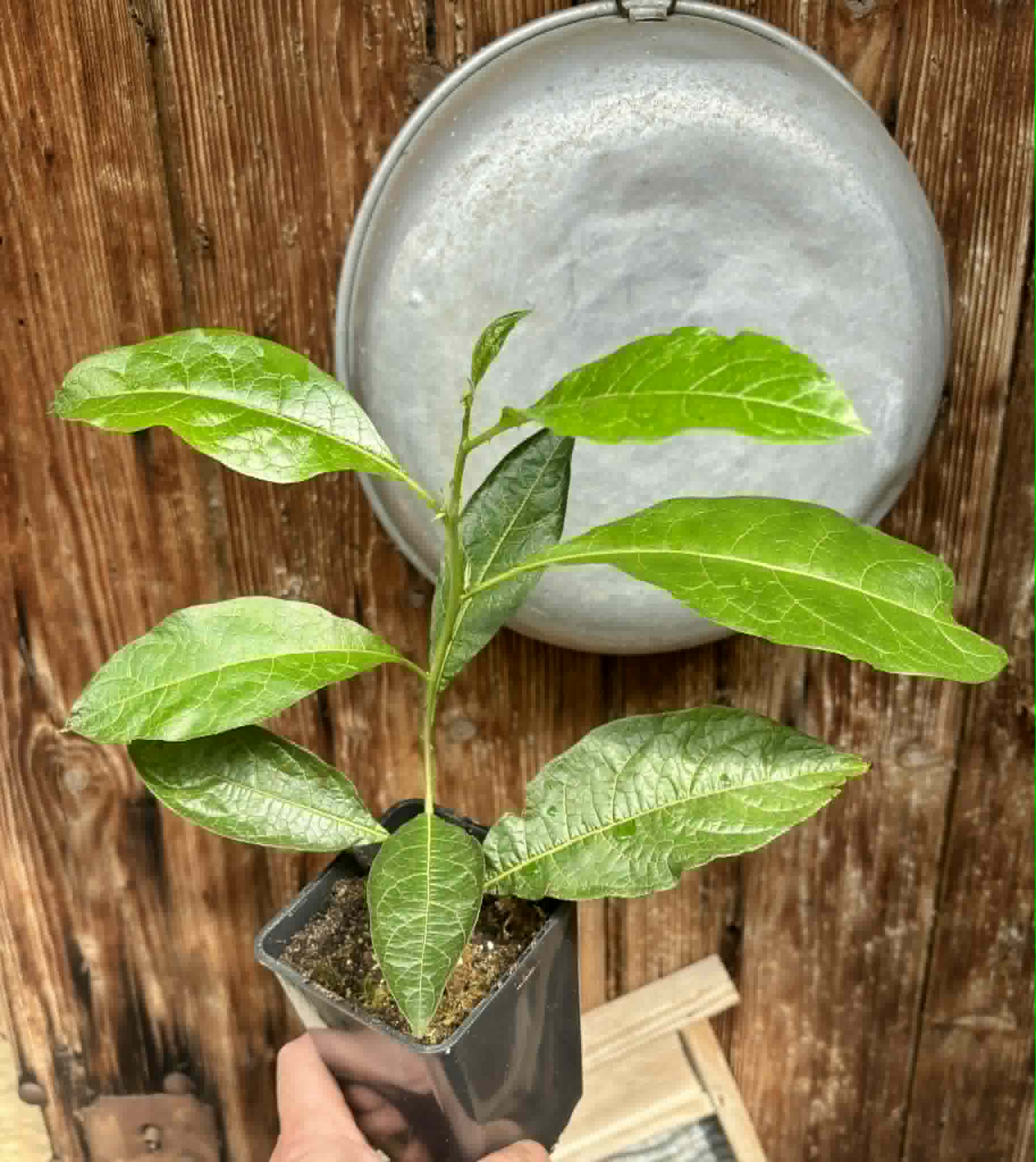 rooted cutting from adult plant - Juá do Jequitinhonha (Solanum schizandrum) - 1 potted plant / 1 getopfte Pflanze