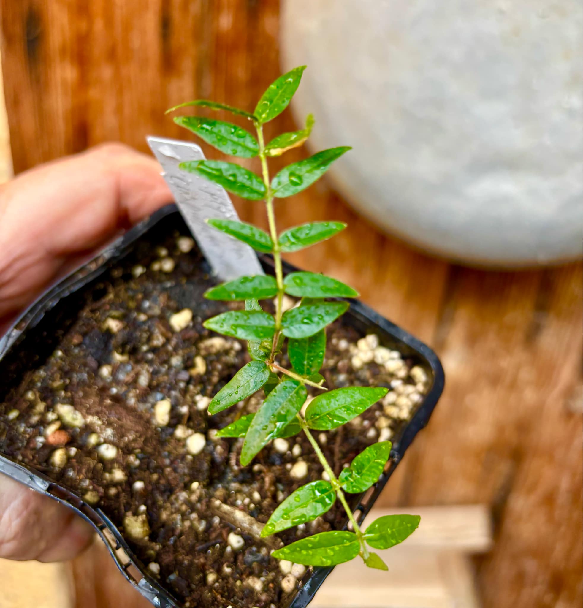 Myrciaria cuspidata YELLOW - 1 small potted plant / 1 kleine, getopfte Pflanze