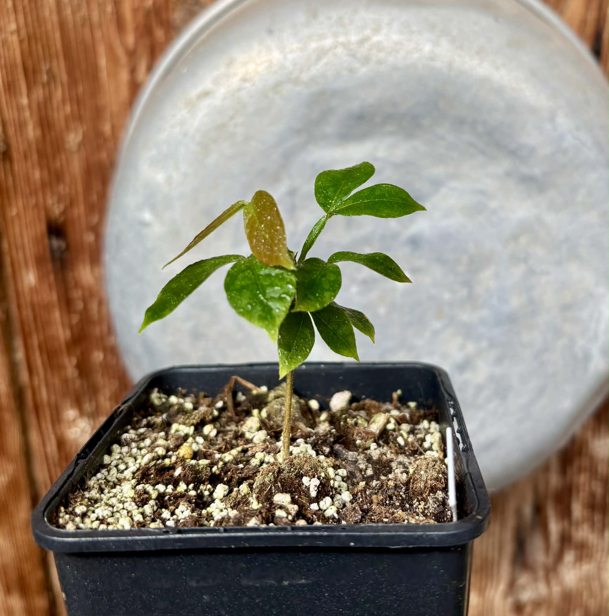 Pink Dwarf Ice Cream Bean (Inga vulpina)  - 1 potted plant / 1 getopfte Pflanze