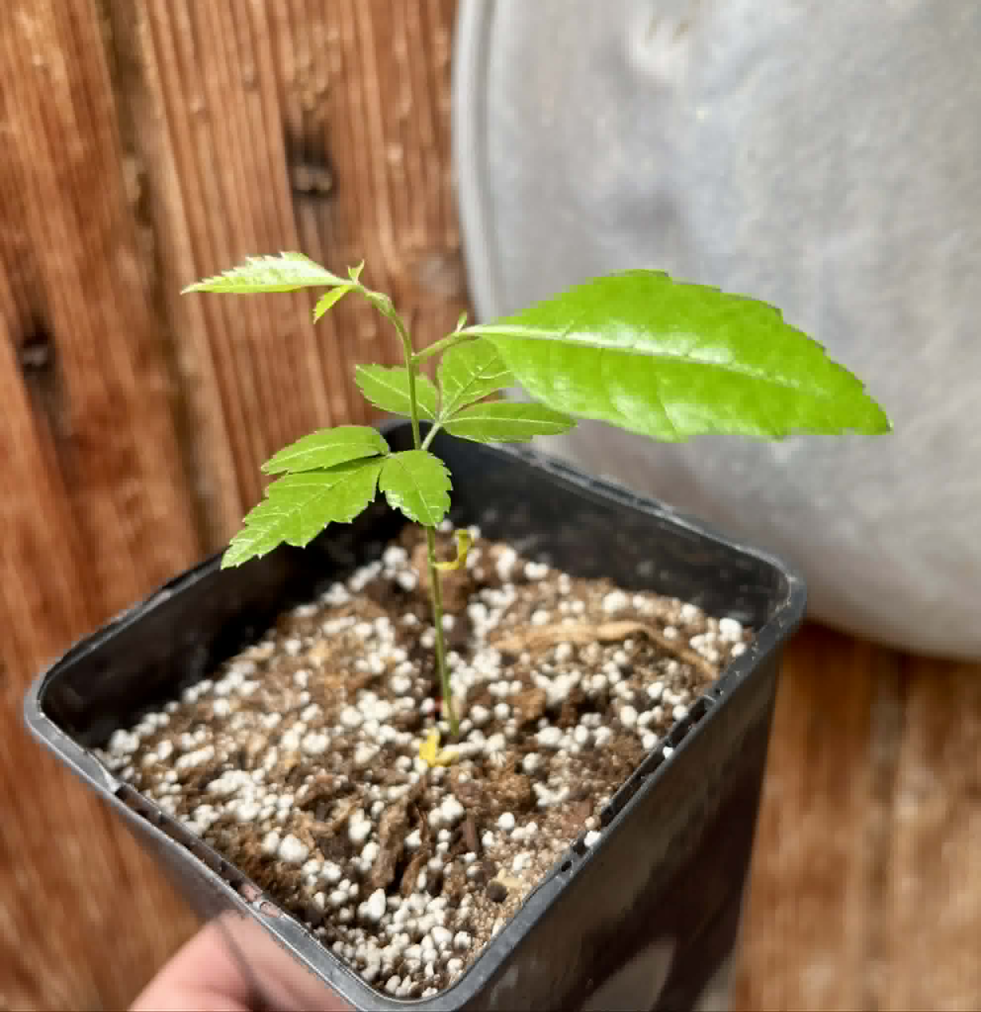 Allophylus edulis - Chal-Chal / Fruta de Pomba - 1 potted seedling / 1 getopfter Sämling