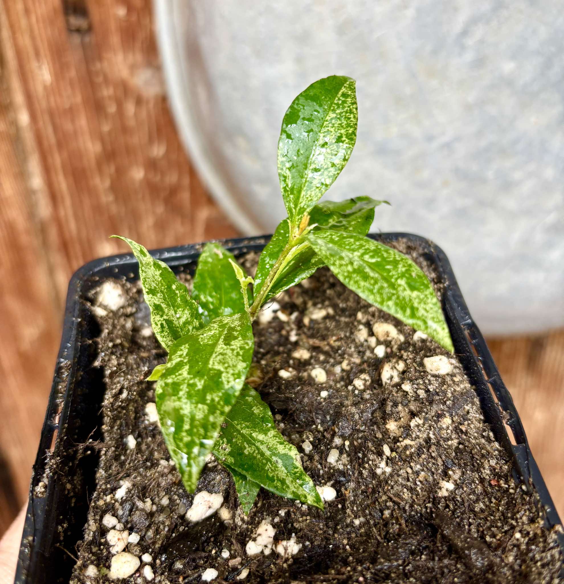 variegated Acerola (Malpighia glabra) rooted cutting - 1 potted rooted cutting / 1 getopfter, bewurzelter Steckling