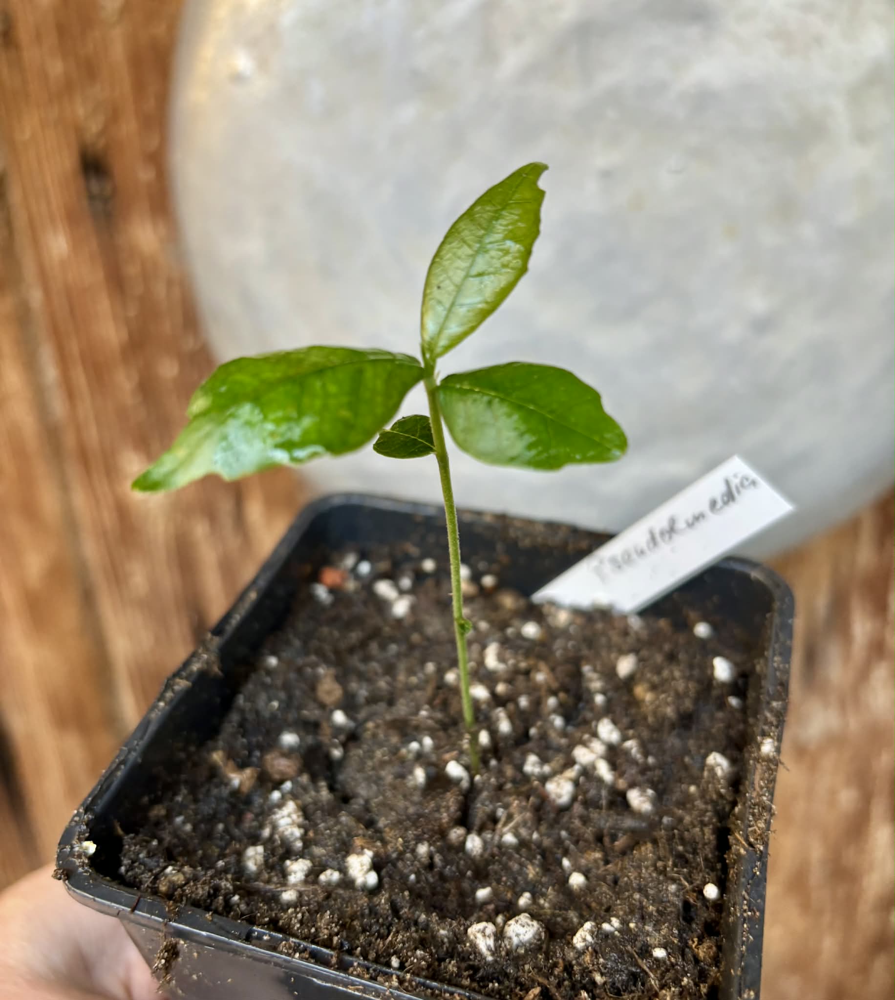 Pseudolmedia laevis - 1 potted seedling / 1 getopfter Sämling