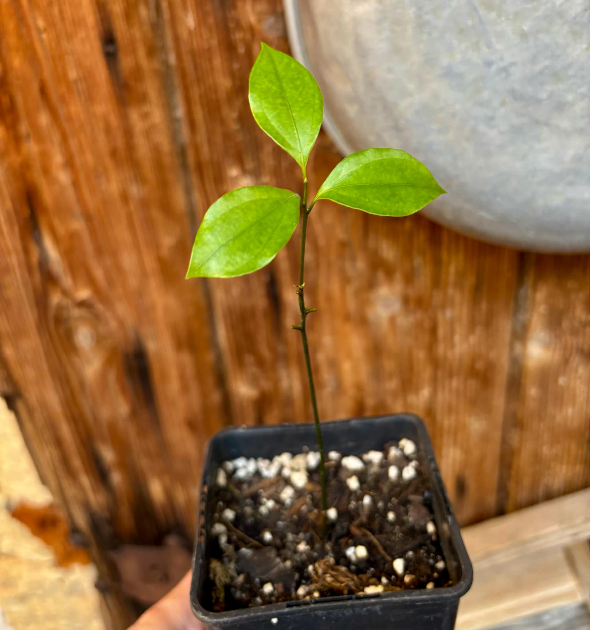 ZIMT - True Cinnamon (Cinnamomum verum) -  1 potted plant / 1 getopfte Pflanze 