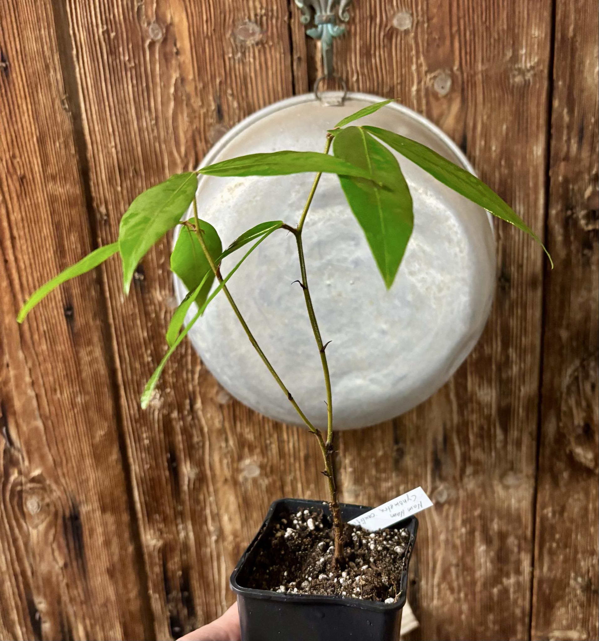 Nam Nam (Cynometra cauliflora) -  1 potted seedling / 1 getöpfter Sämling