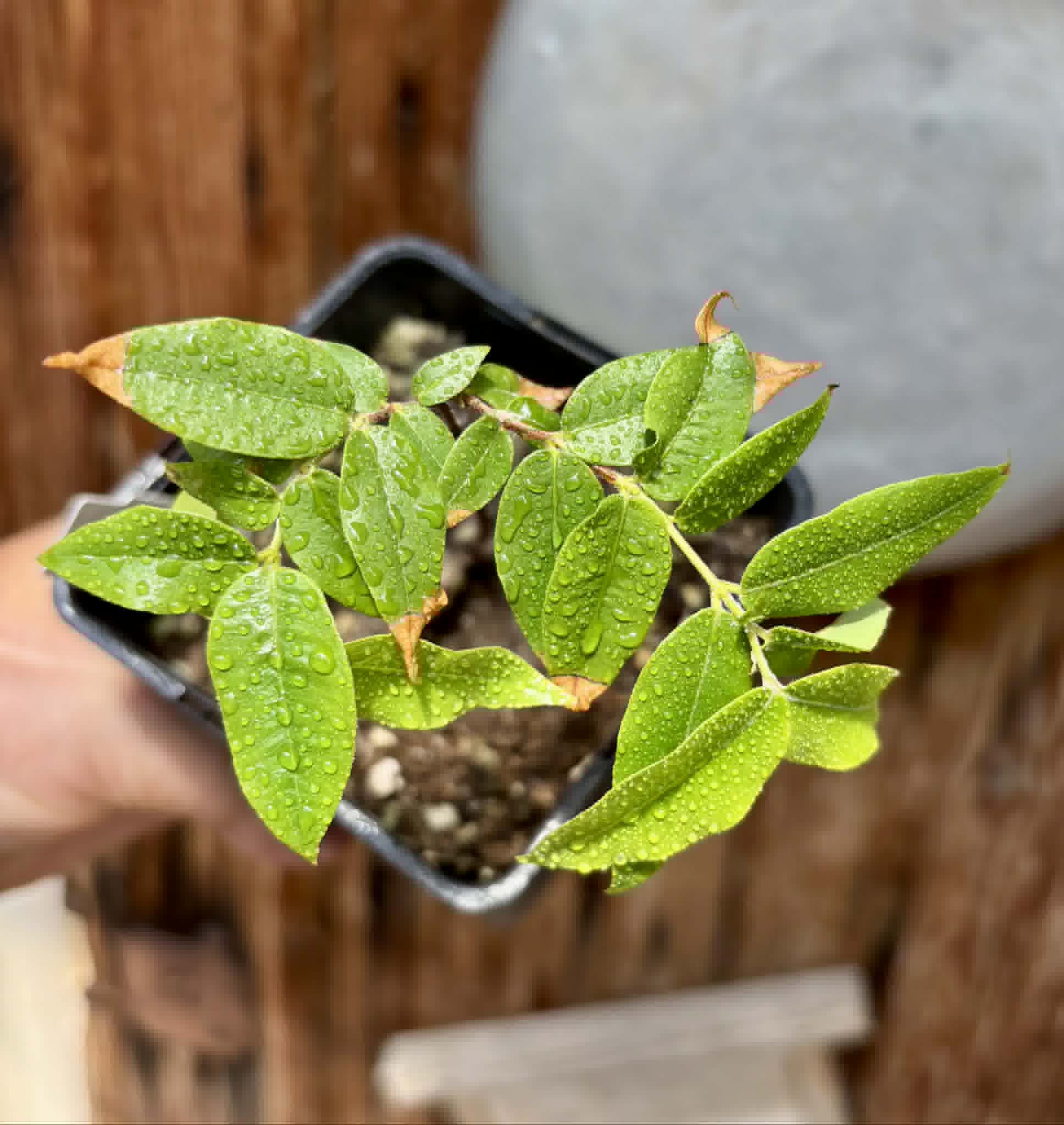 Myrciaria sp Jaboticaba - 1 potted seedling / 1 getopfter Sämling