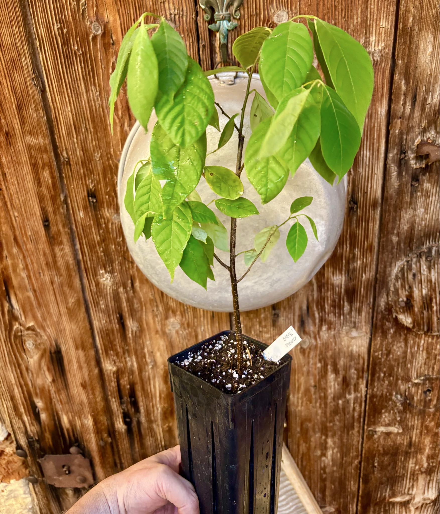 2.5 years old - Annona jahnii - 1 potted plant / 1 getopfte Pflanze