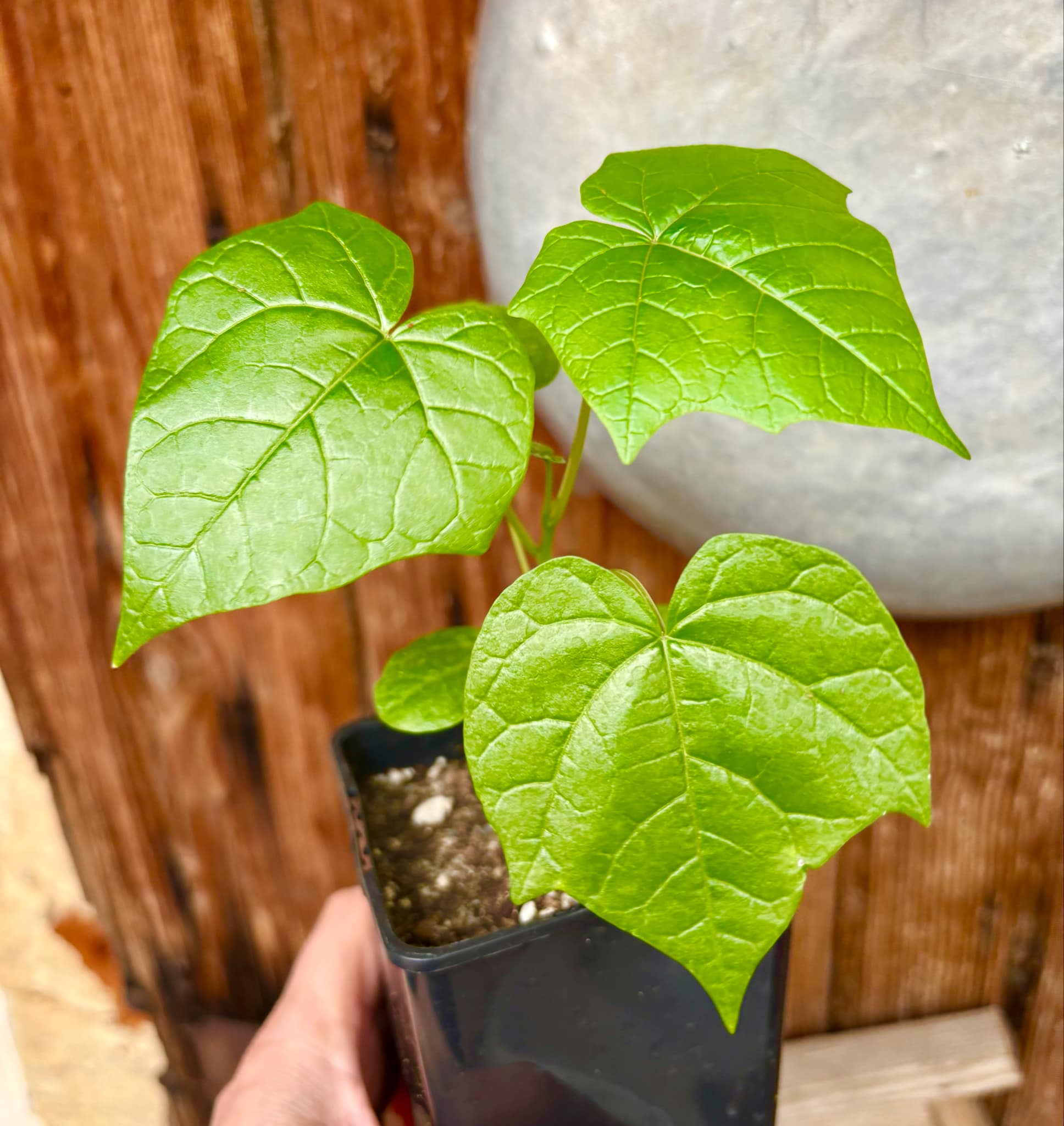 Psiguria umbrosa - 1 small potted seedling / 1 kleiner, getopfter Sämling Psiguria umbrosa - 1 small potted seedling / 1 kleiner, getopfter Sämling