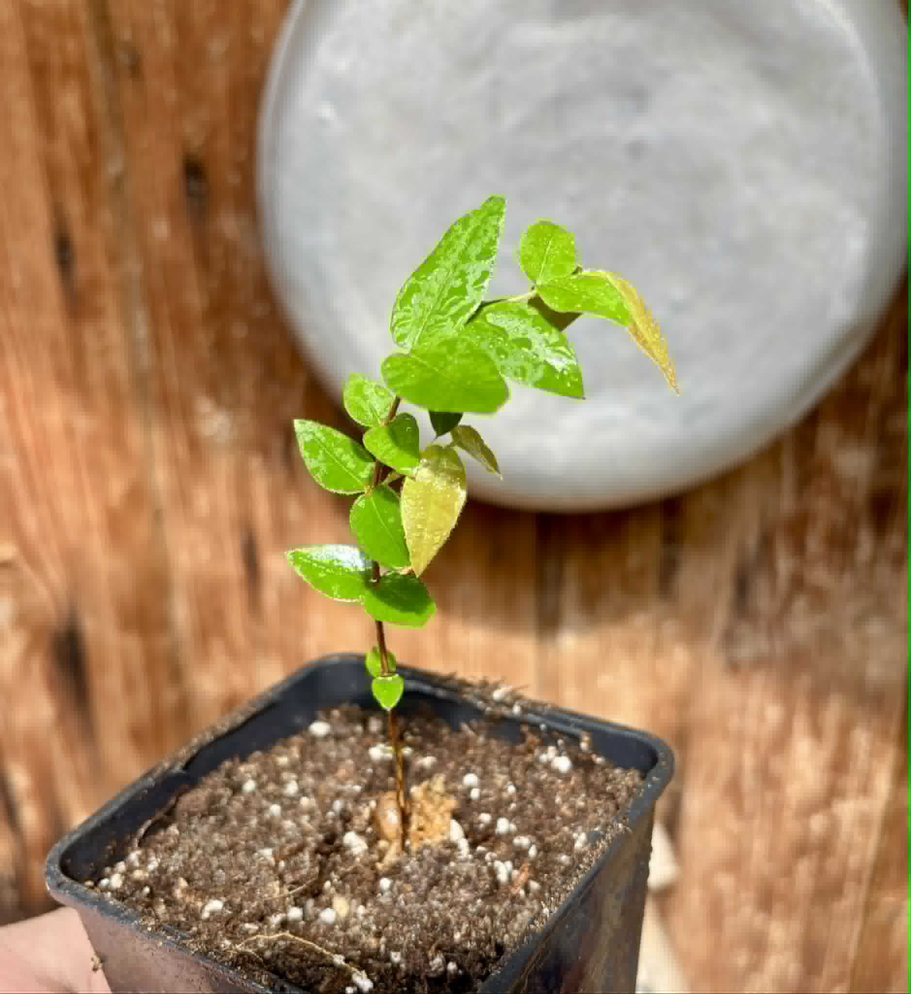 Myrciaria aff plinioides-  1 potted seedling / 1 getopfter Sämling