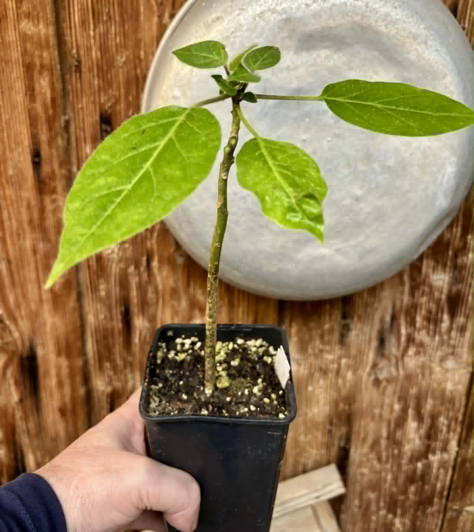 Solanum sibundoyense - 1 potted plant / 1 getopfte Pflanze
