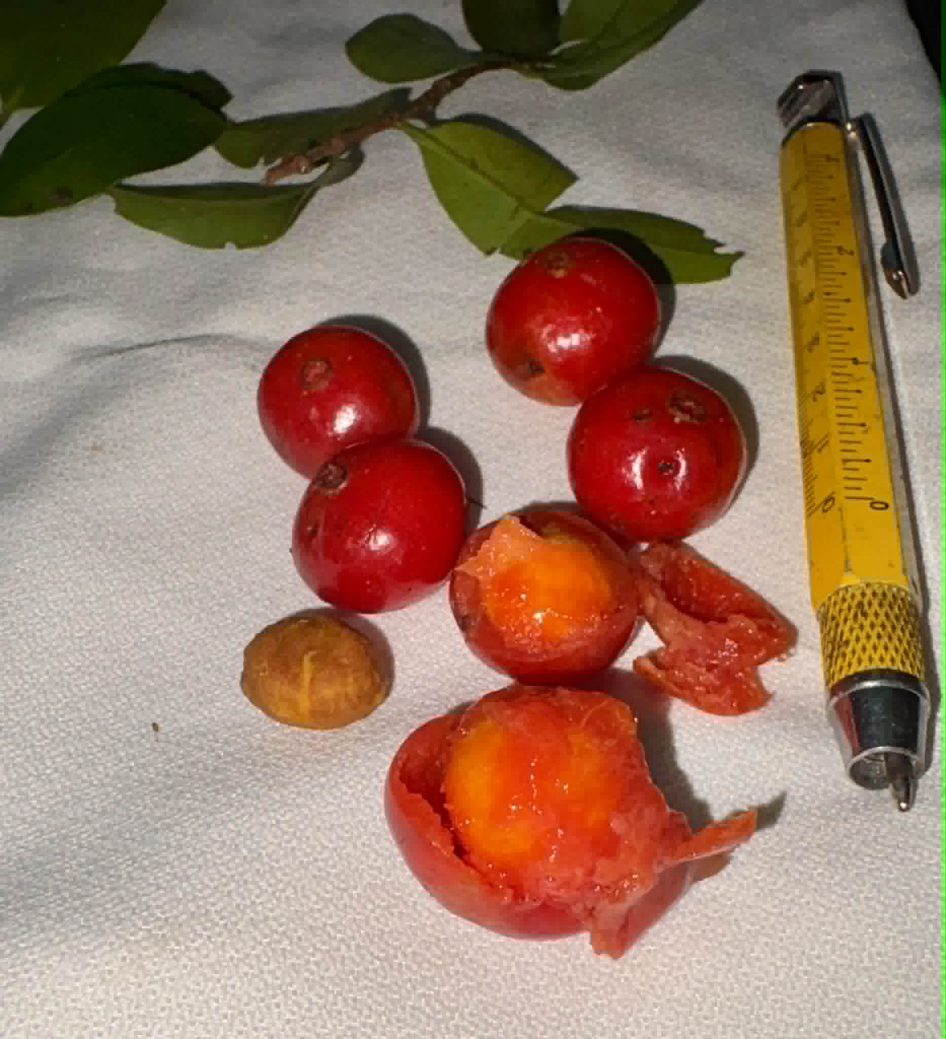 Pre Order - Mouriri sp rubra formosa - 1 fresh seed / 1 frischer Samen