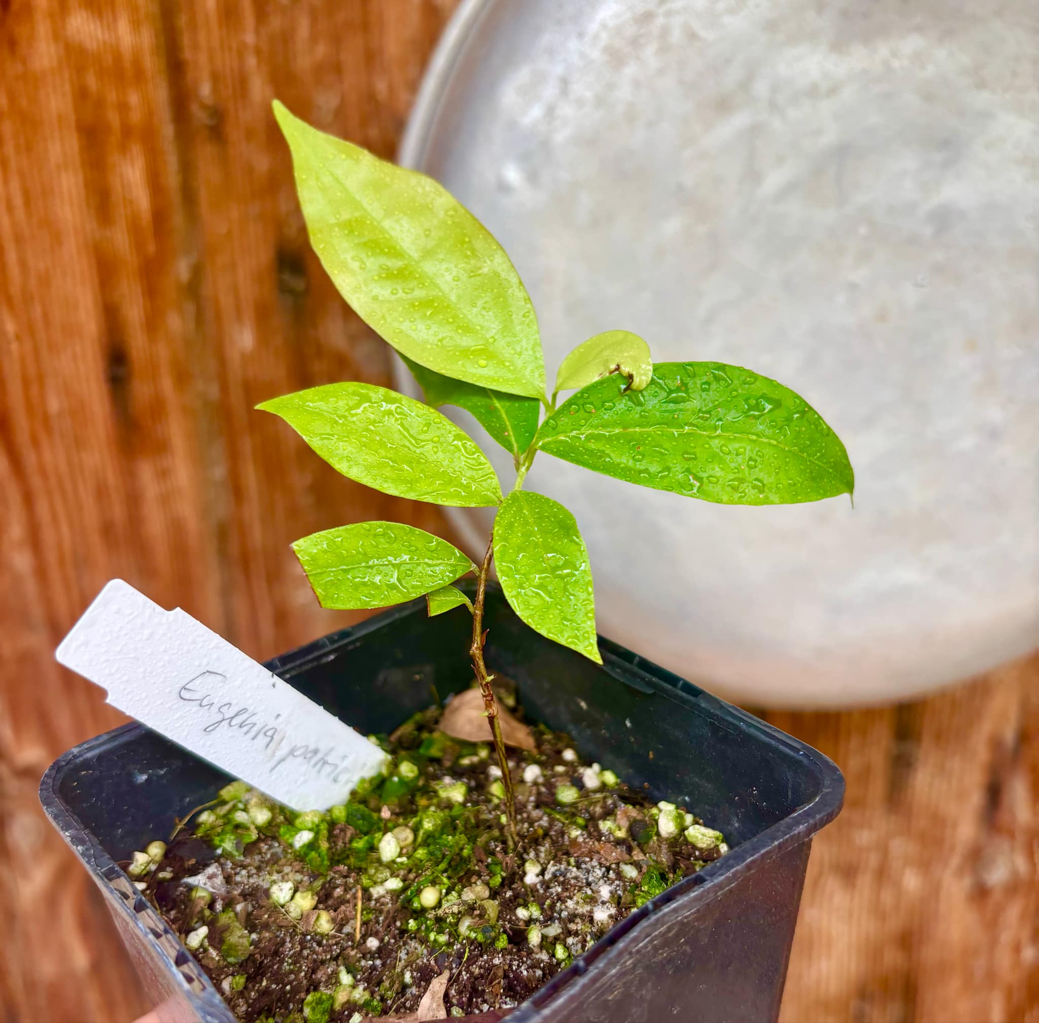 Ruby do Amazonas (Eugenia patrisii) 1 potted seedling / 1 getopfter Sämling