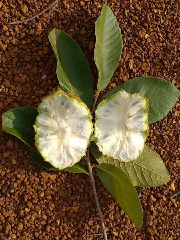 Annona dioica - 1 fresh seed / 1 frischer Samen