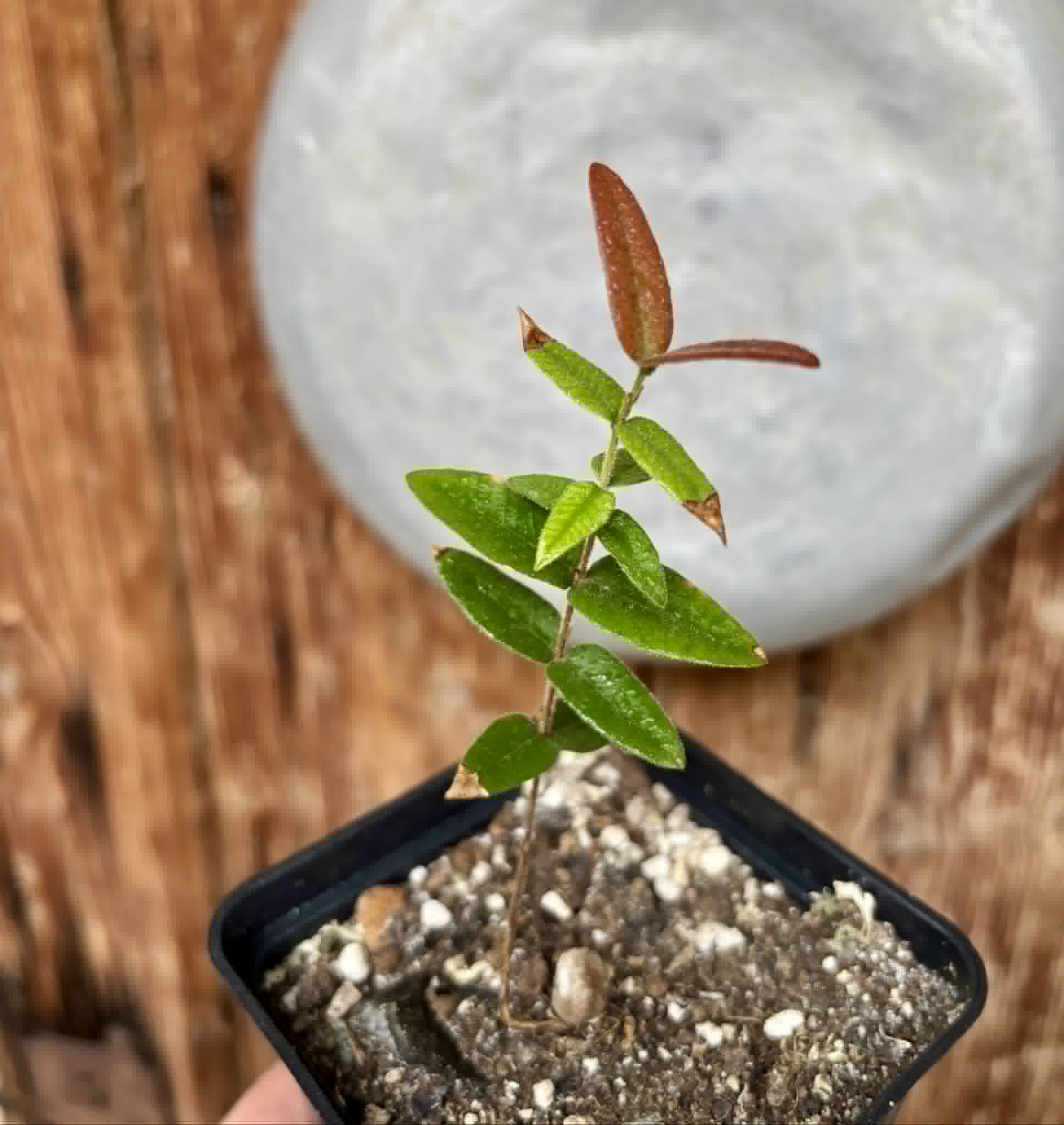 Myrciaria caerulescens (Roxa - Blue Guaquiea) - 1 potted seedling / 1 getopfter Sämling