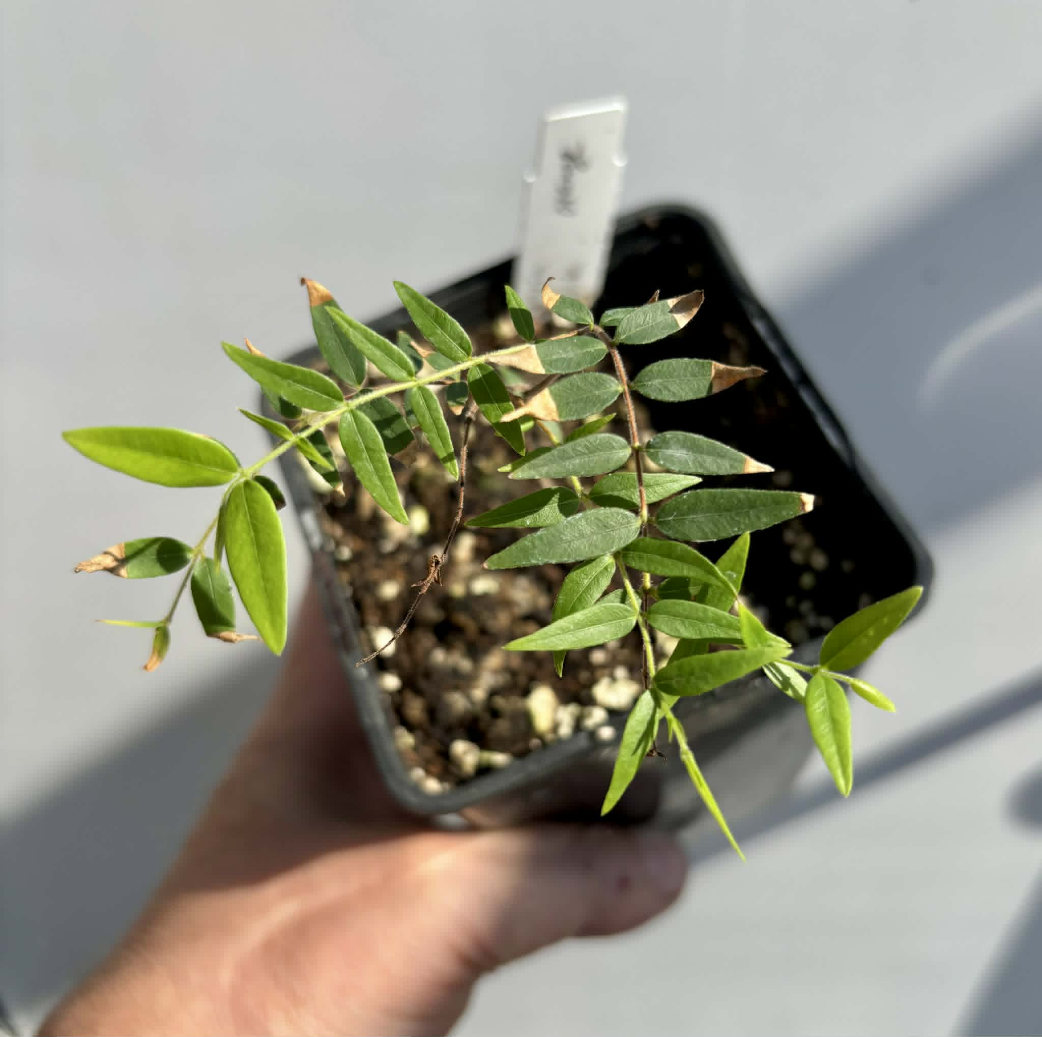 Myrciaria cuspidata ORANGE - 1 potted plant / 1 getopfte Pflanze 