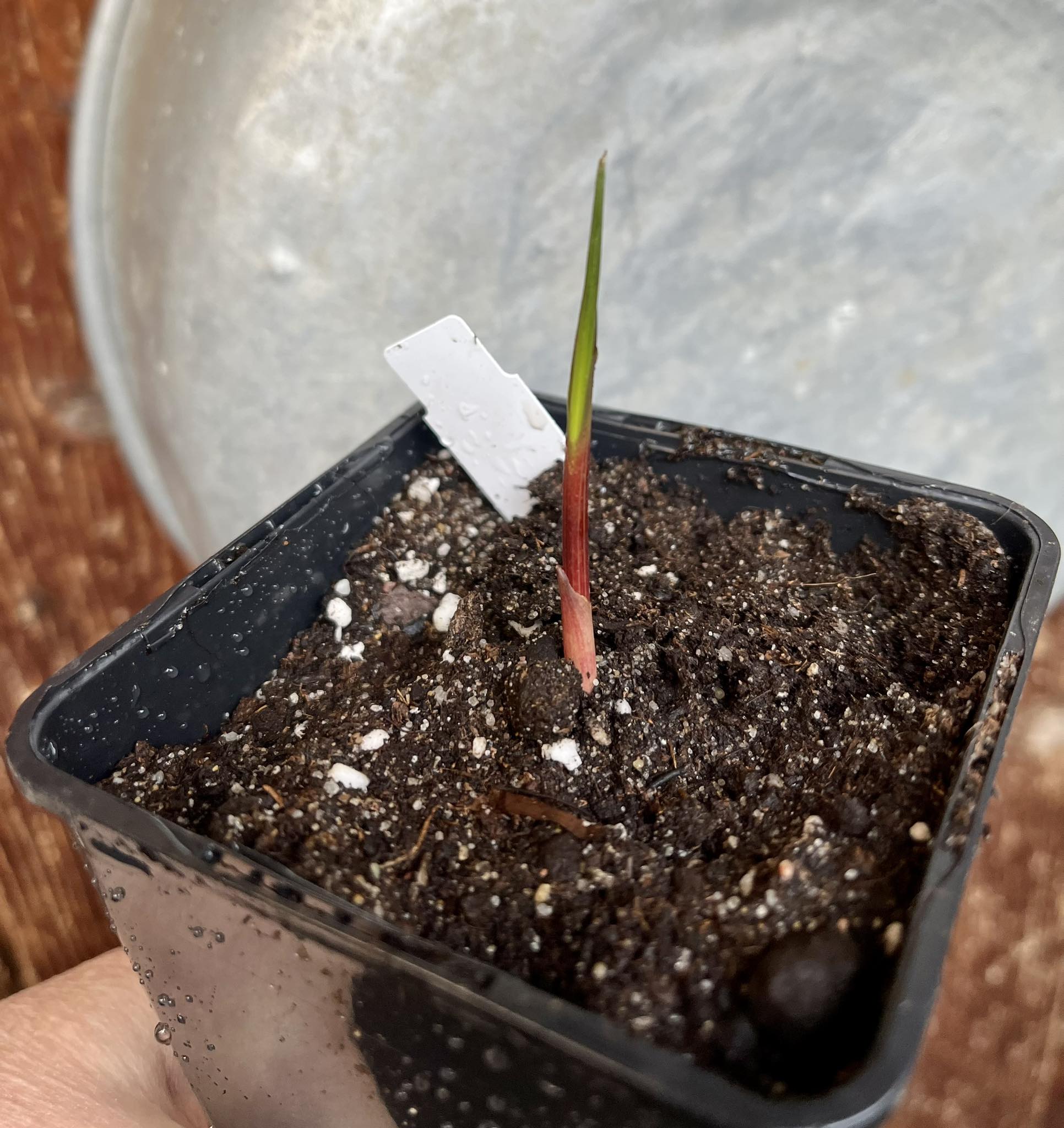 Acai (Euterpe oleracea) -  1 potted plant / 1 getopfte Pflanze