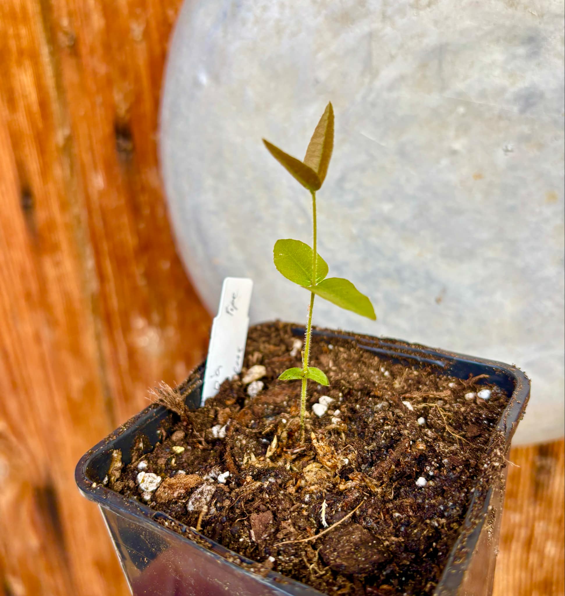 Myrciaria caerulescens (Roxa - Blue Guaquiea) - 1 potted seedling / 1 kleiner, getopfter Sämling